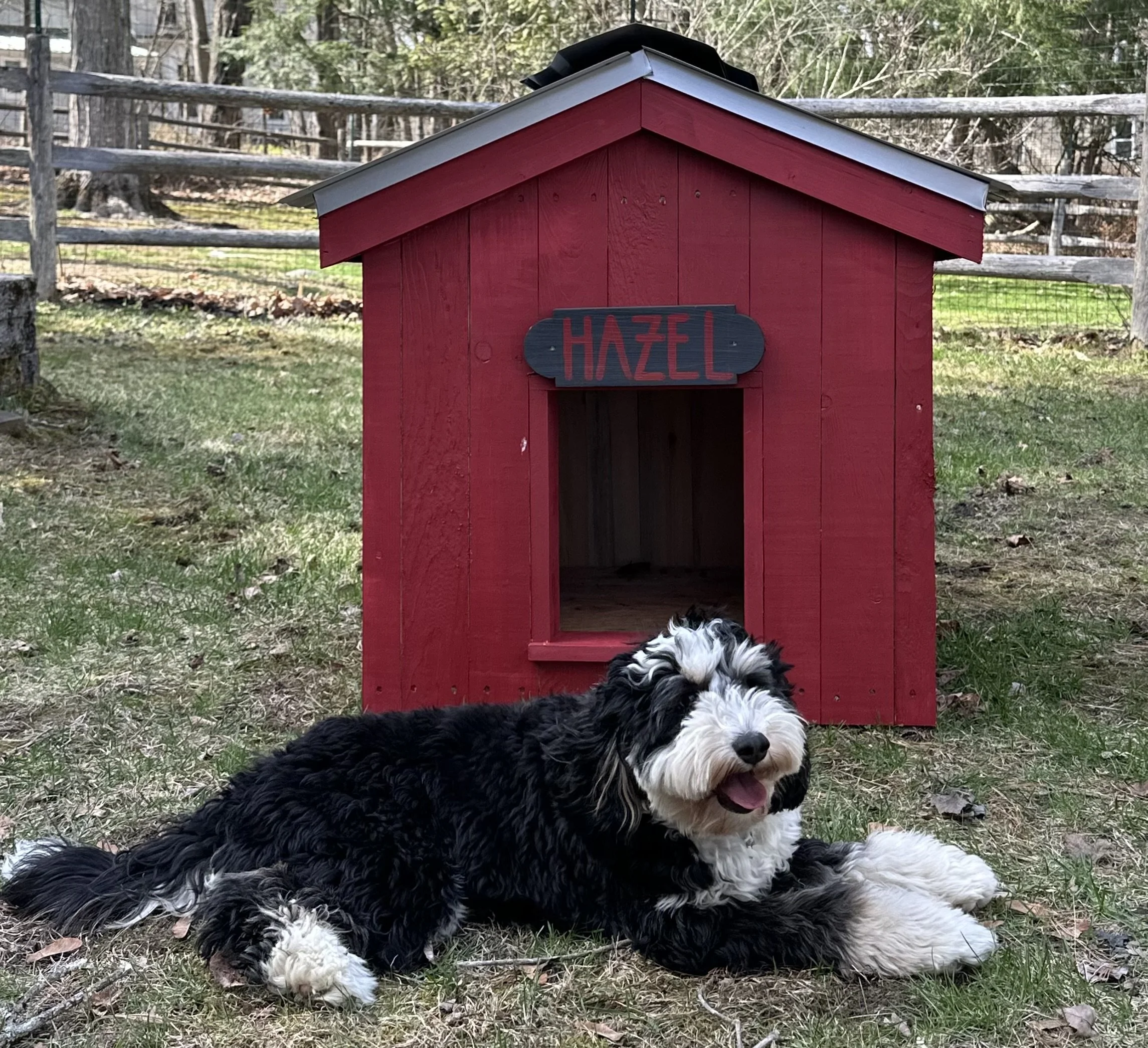A black and white puppy lying on the grass in front of a red wooden doghouse with a sign that says 'Hazel.' The doghouse has a peaked roof, and trees and a wooden fence are visible in the background.