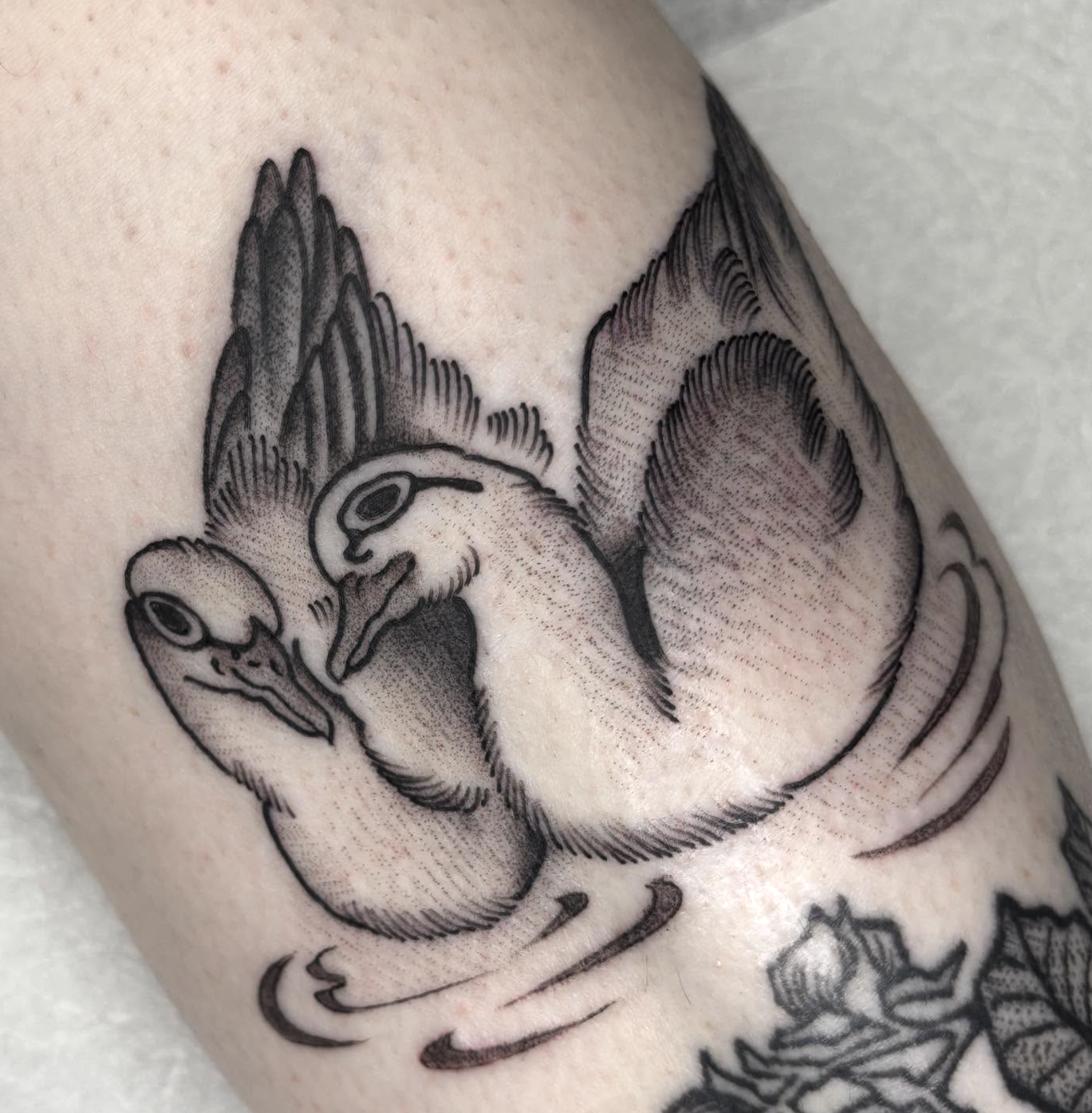 Black and gray tattoo of two swans forming a heart with their necks, with detailed shading and line work.