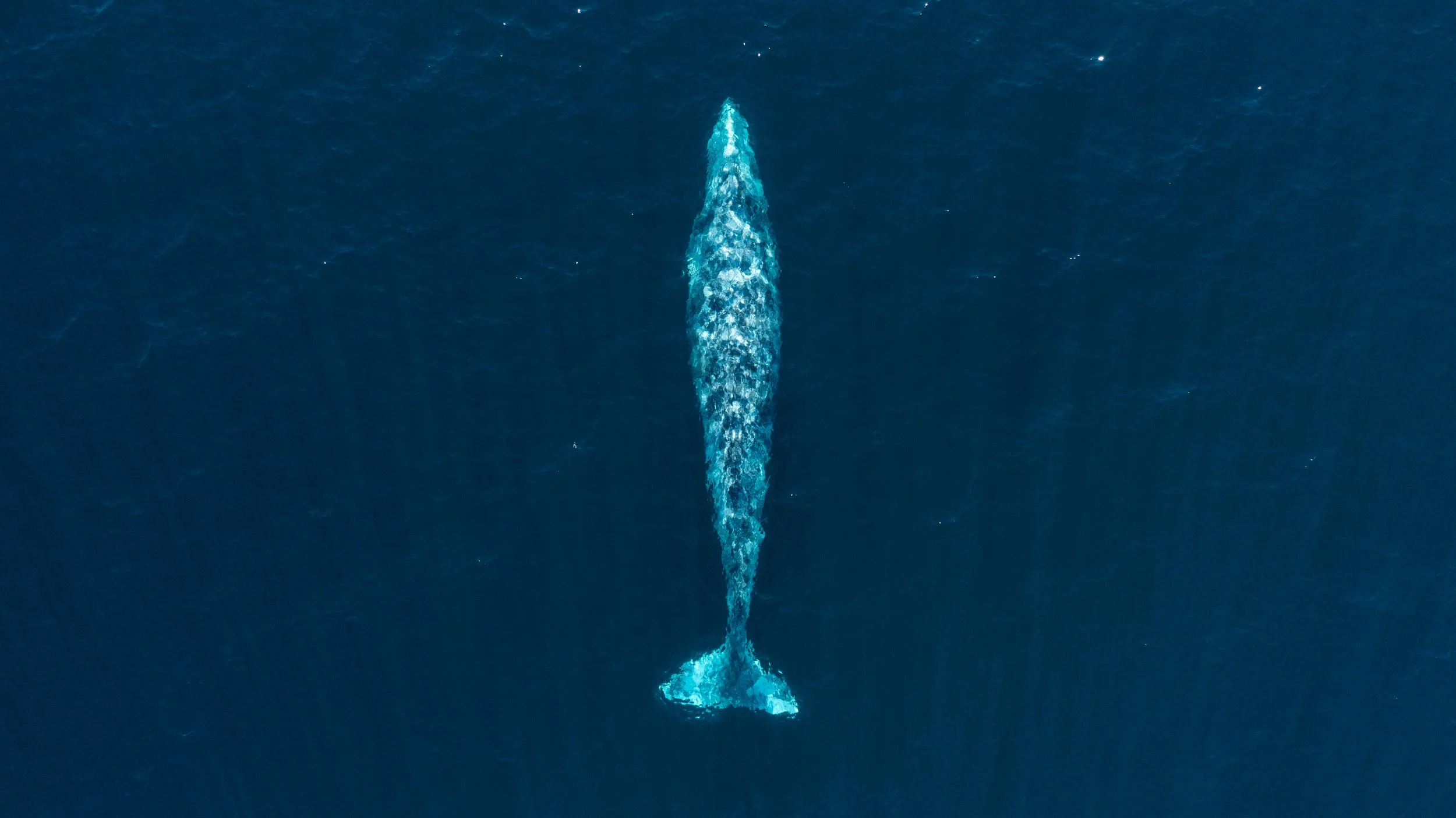 DJI_0136.jpg