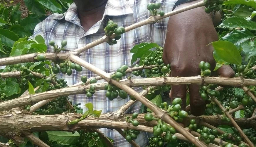 Kenya’s Coffee Regions and Their Unique Taste Notes