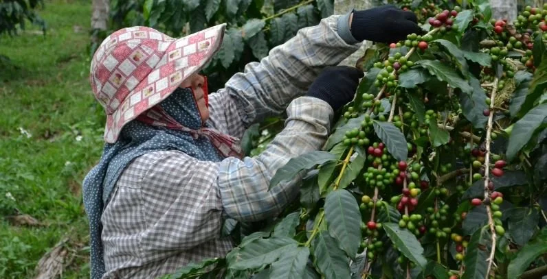 Regenerative Coffee Farming Explained