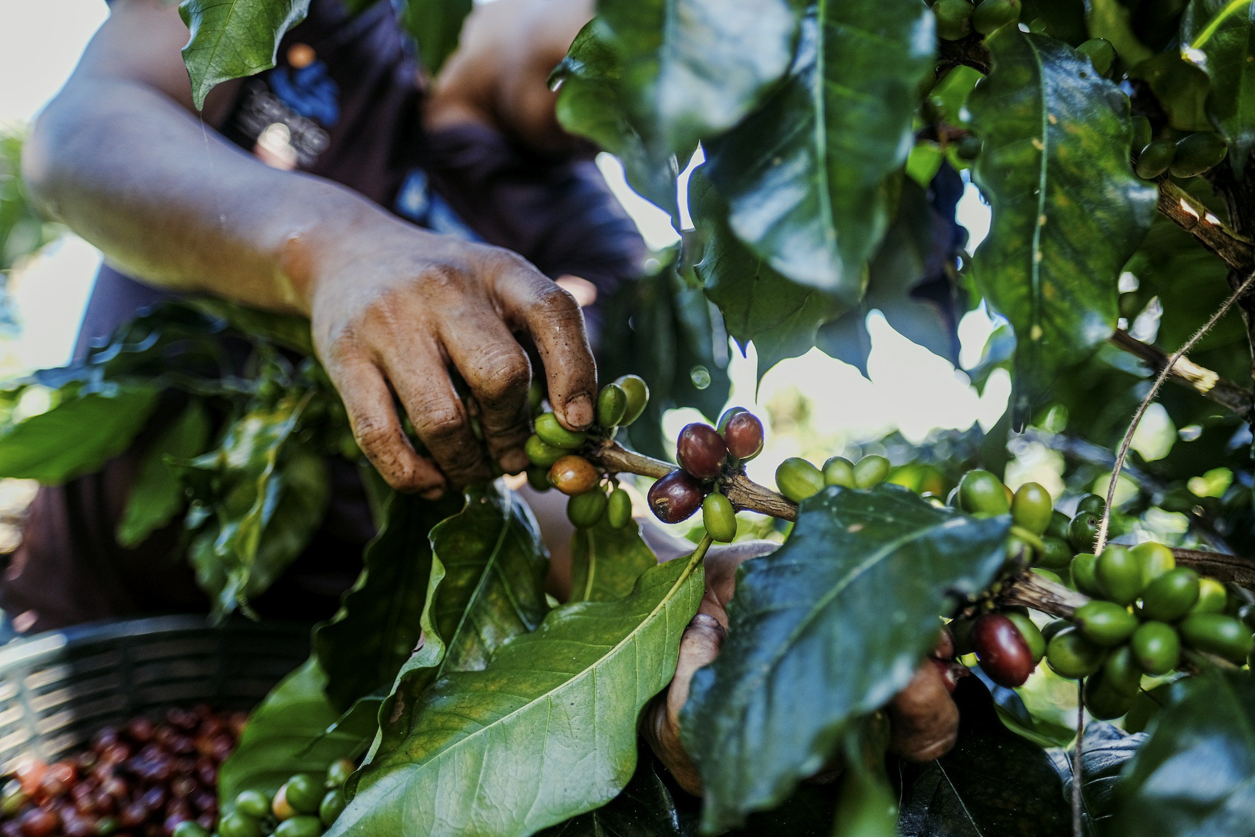 Guatemala’s Coffee Regions and Flavor Traditions