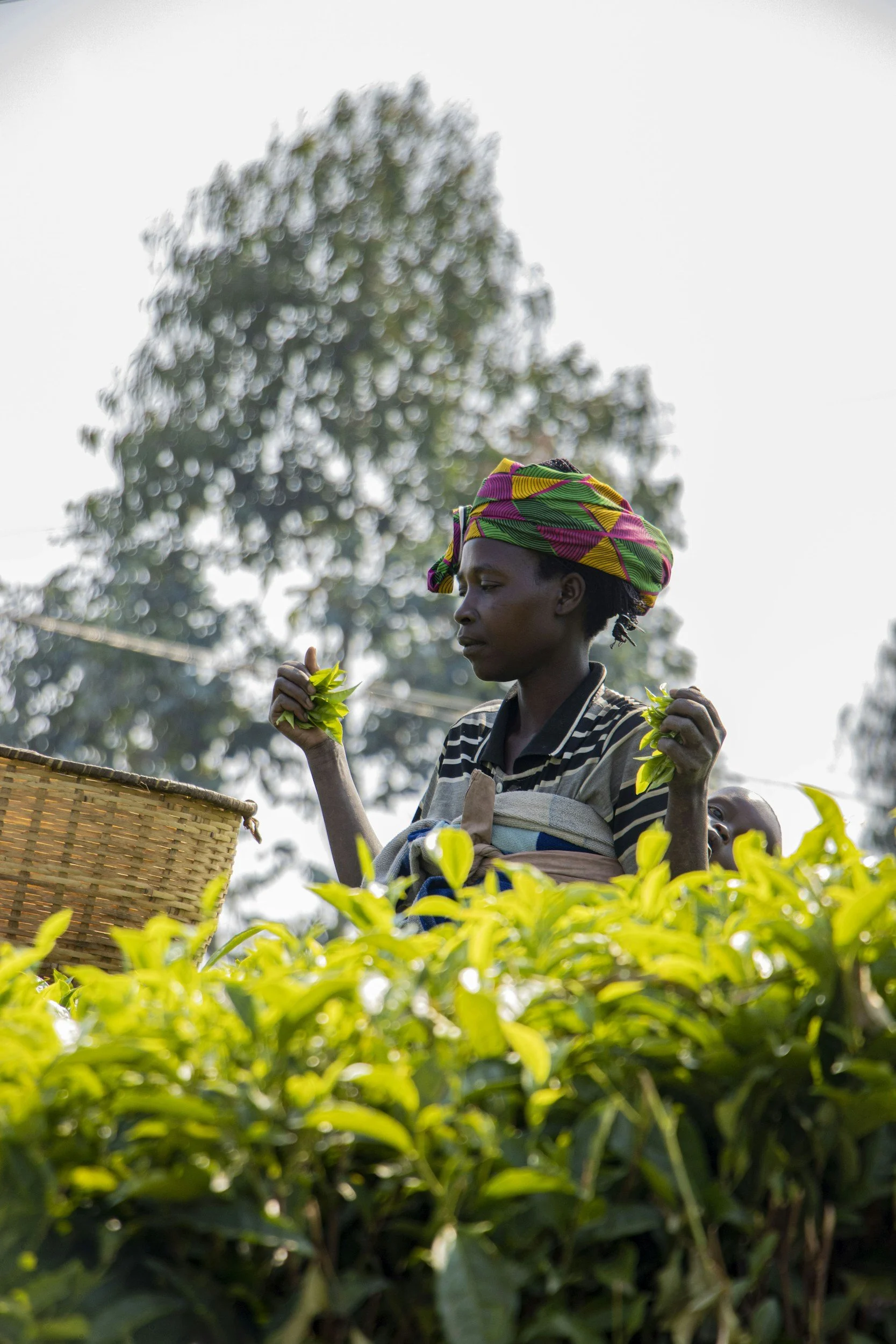 Rwanda’s Growing Influence in Specialty Coffee