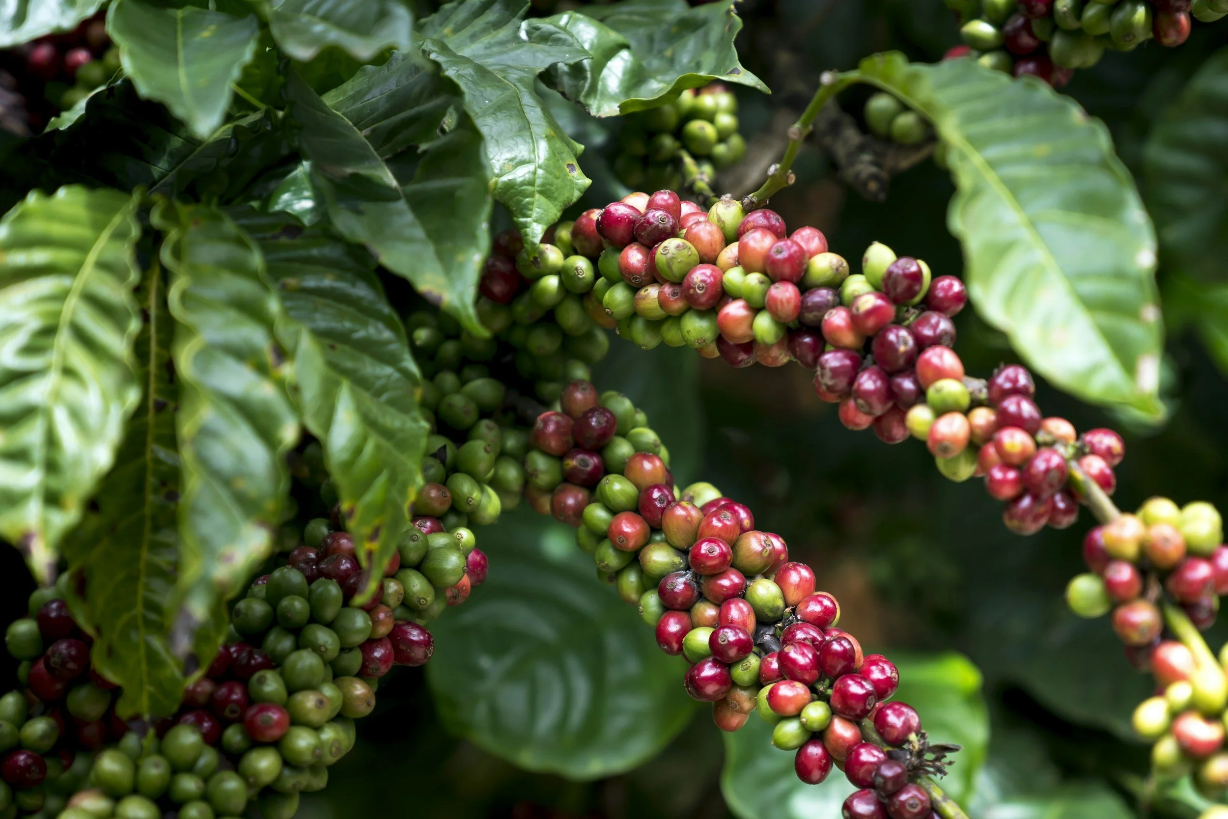 Why Biodiversity Matters in Coffee Regions