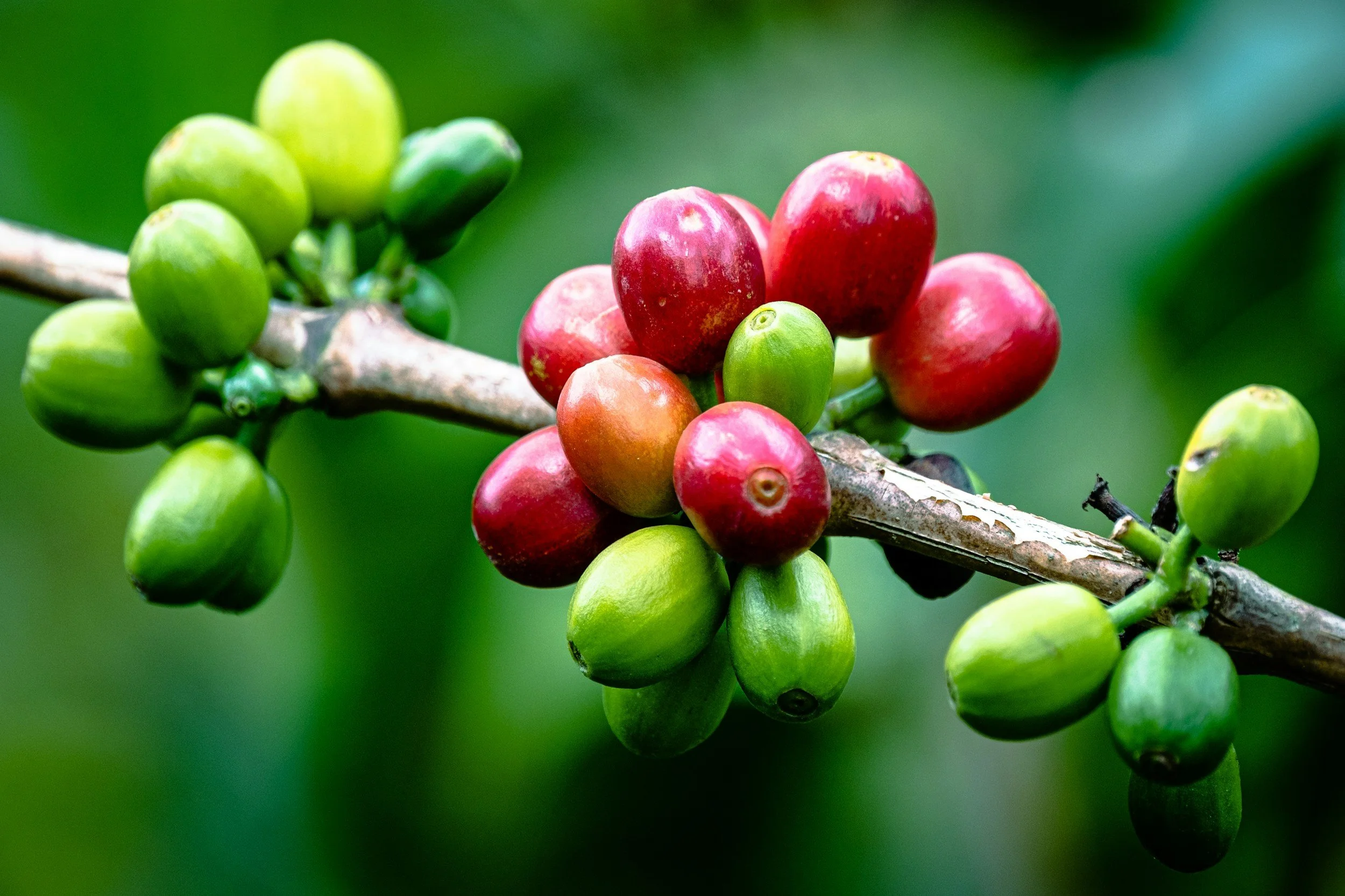 Carbon Footprints Across Coffee Supply Chains