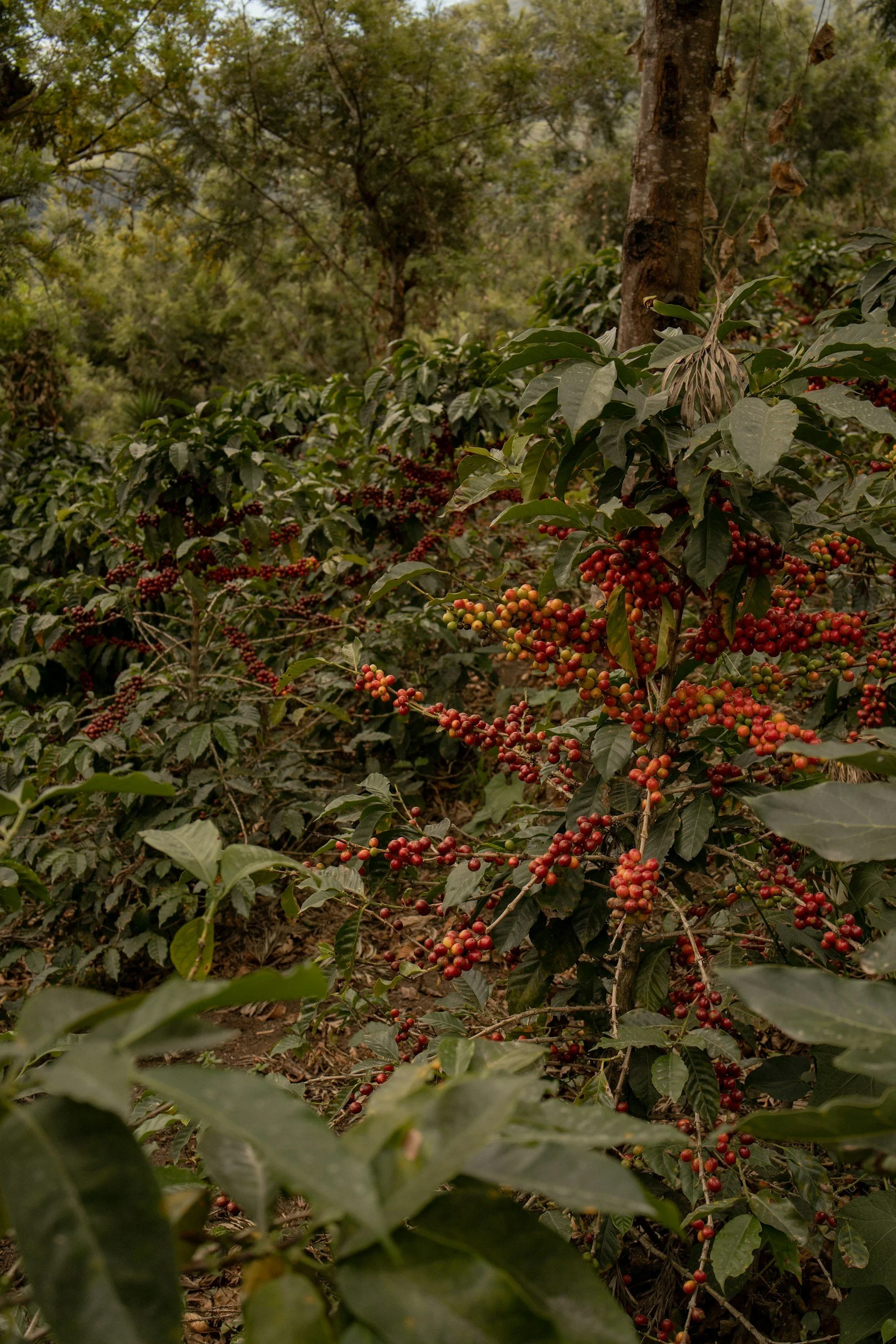 Why Shade Trees Protect Coffee Farms