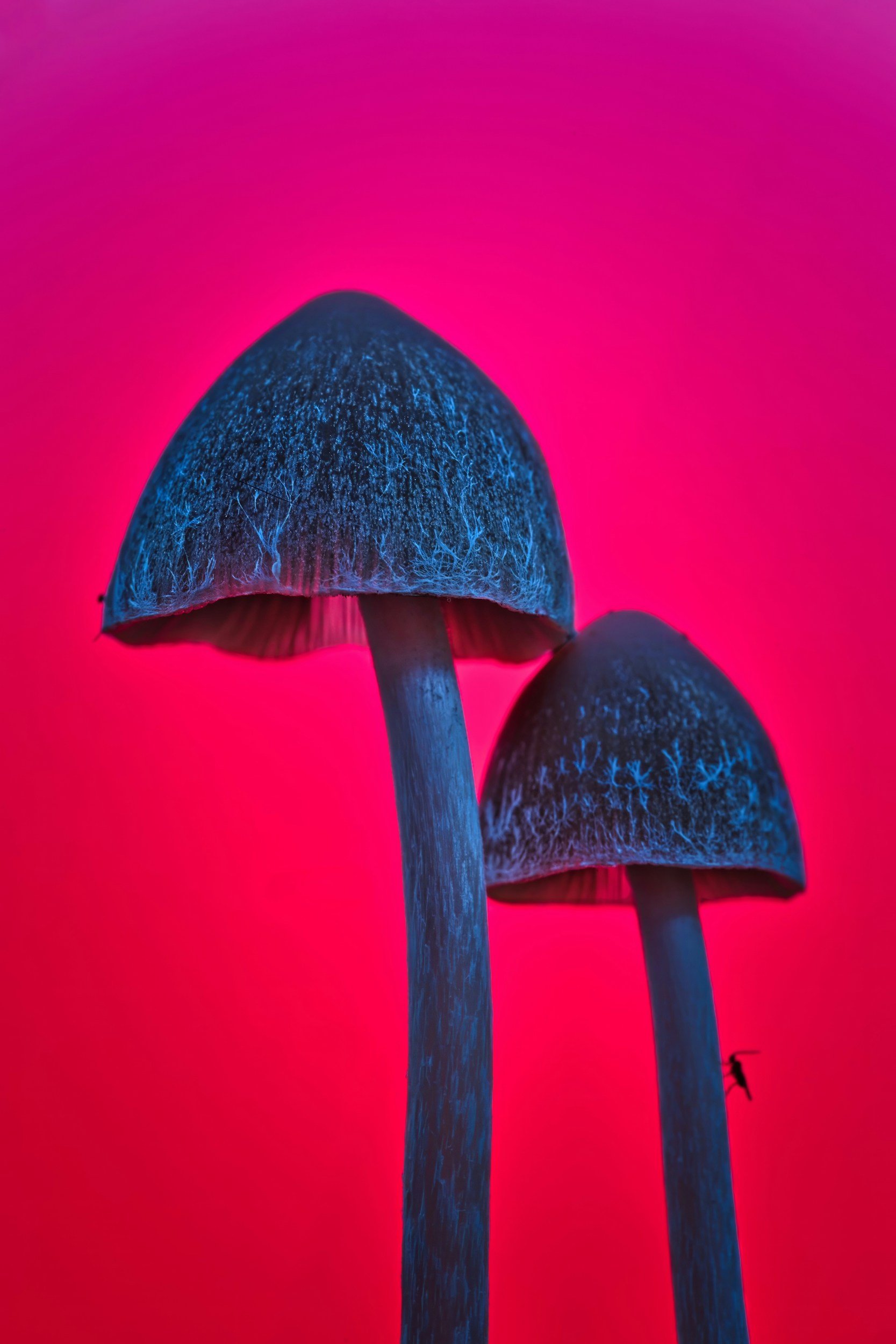 Close-up of three mushrooms with dark blue caps and dark stems, set against a bright pink background.