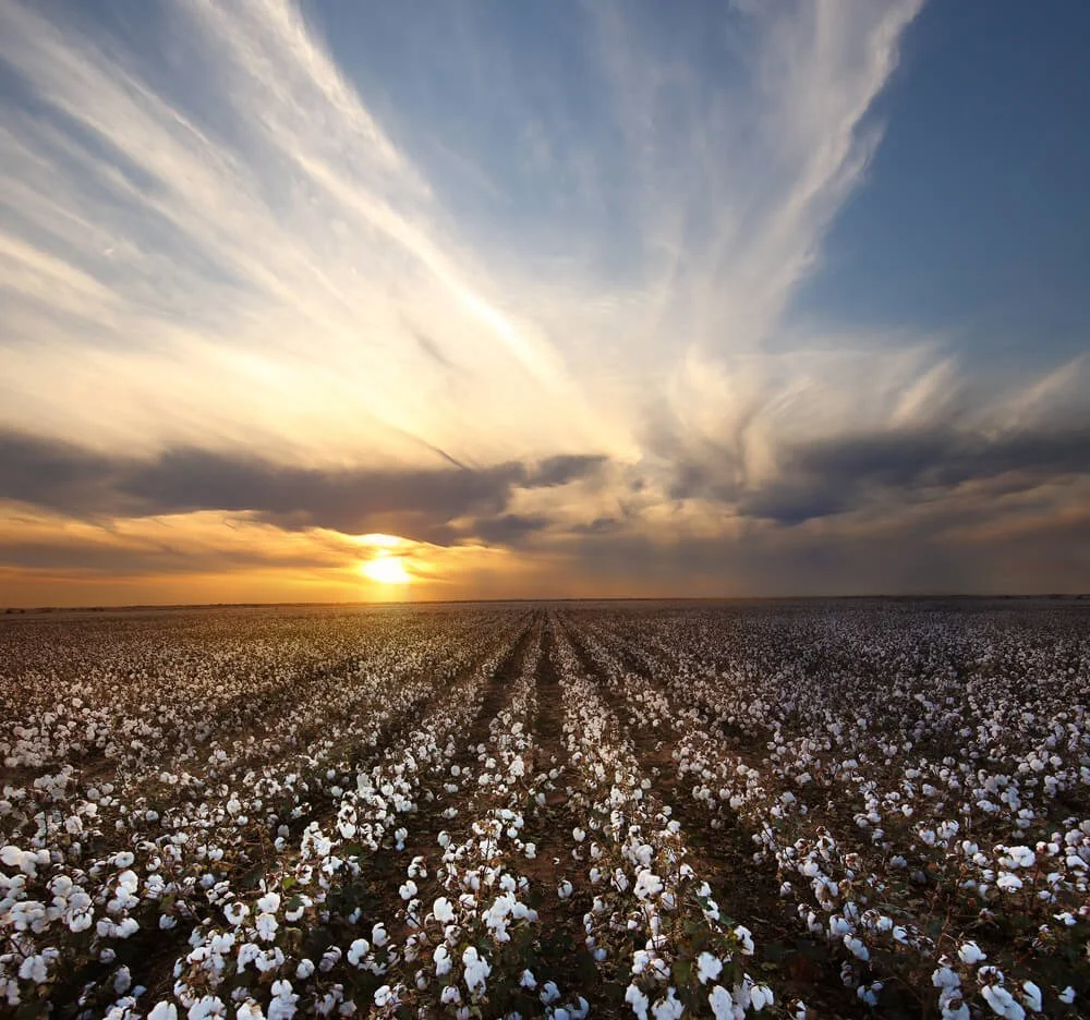 Cotton field at sunset with cotton plants and a sky with clouds.