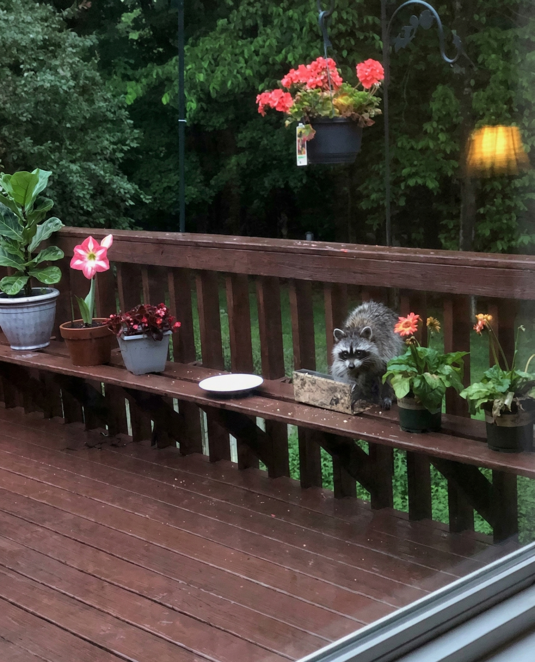 A wooden deck with potted plants, including pink, red, and orange flowers, and a raccoon peering over the railing. There is a hanging basket with pink flowers and a plate on the deck. The background shows green trees and foliage.