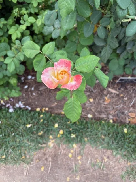 A pink and yellow rose flower blooming on a bush in a garden.