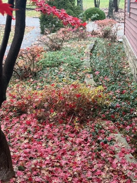 View of a backyard garden with fallen pink and red leaves covering the ground, bushes, and trees during autumn.