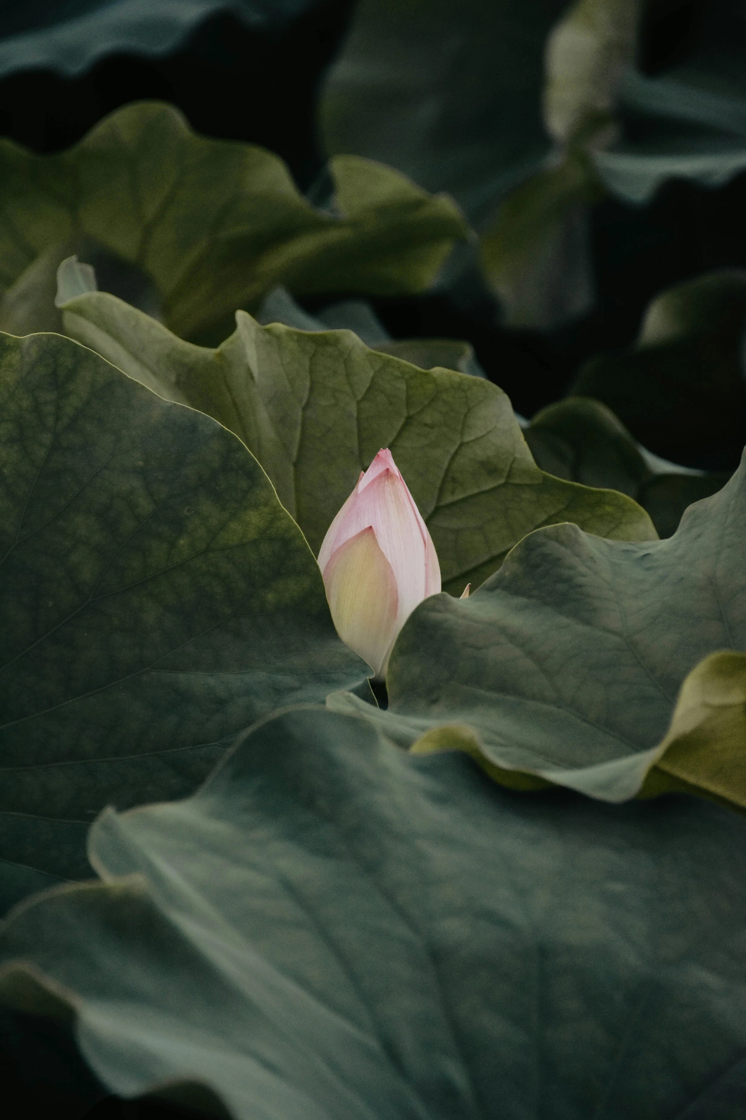 A pink lotus flower bud surrounded by large green leaves.