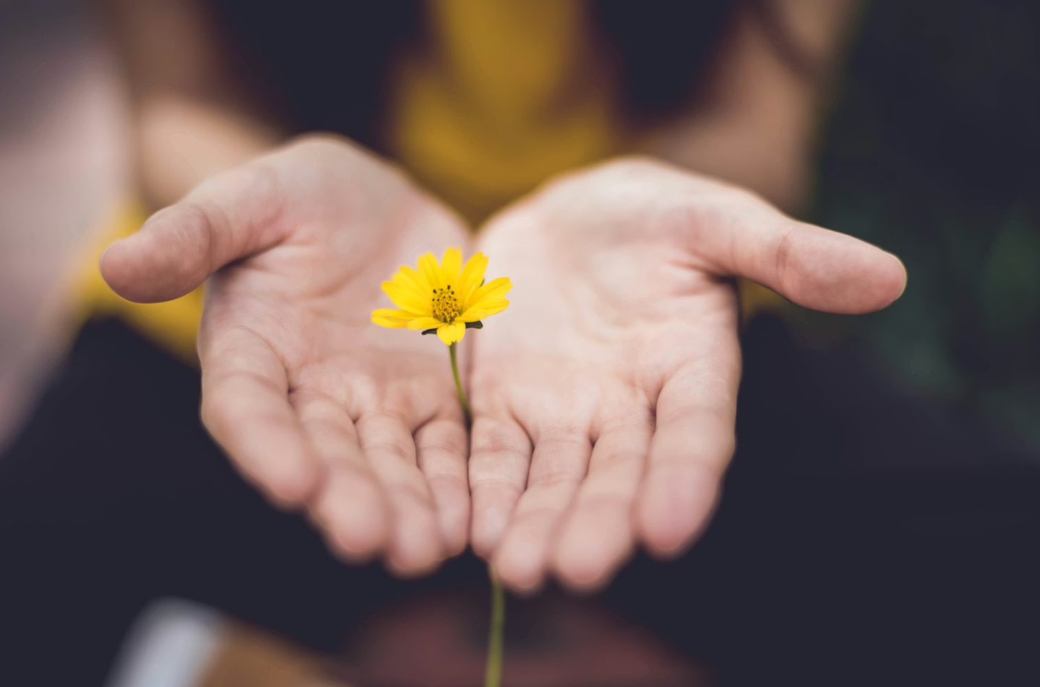 A person's open hands holding a small yellow flower with a green stem