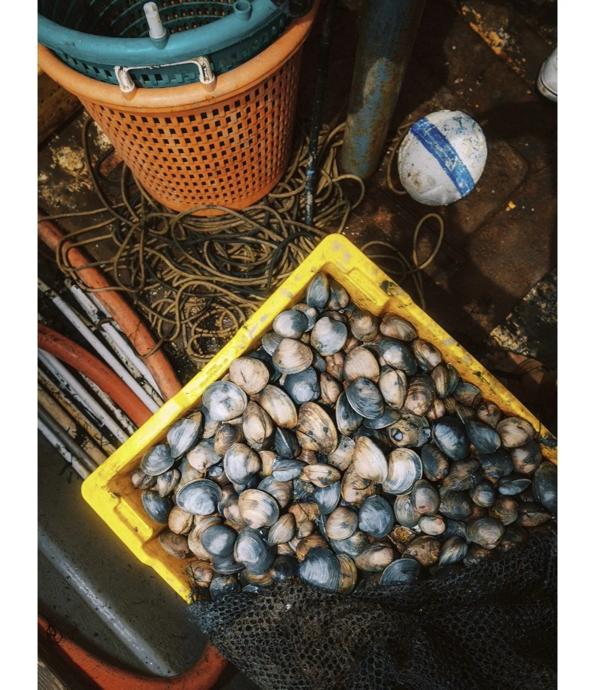 A yellow crate filled with clams on a fishing boat, with orange and black hoses, a white and blue buoy, and a red plastic basket nearby.