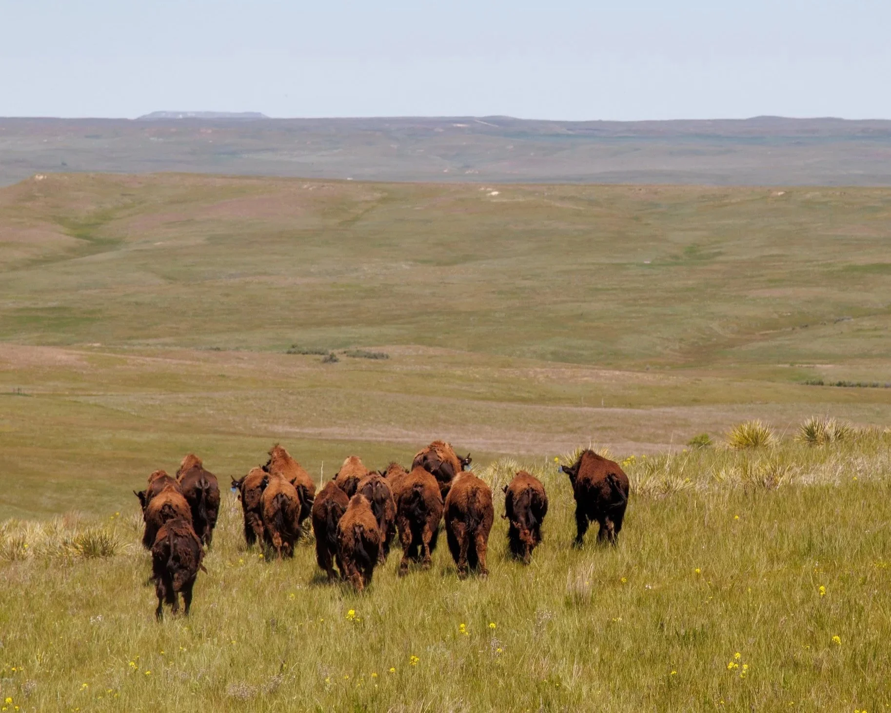 Cattle grazing on grassy plains with rolling hills in the background. Bison, South Dakota.
