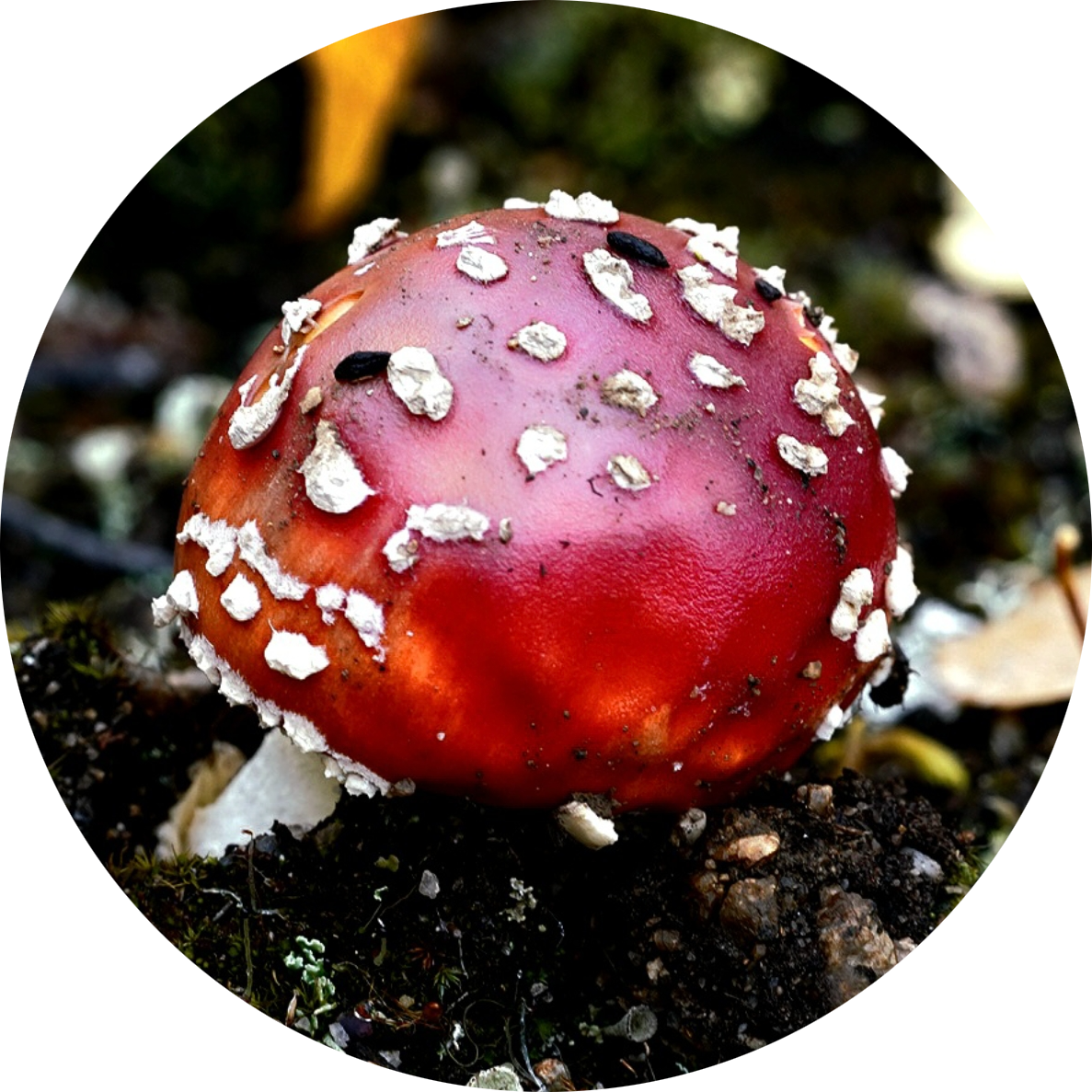 A red and pink mushroom with white warts on the cap, growing on soil surrounded by moss and small plants.