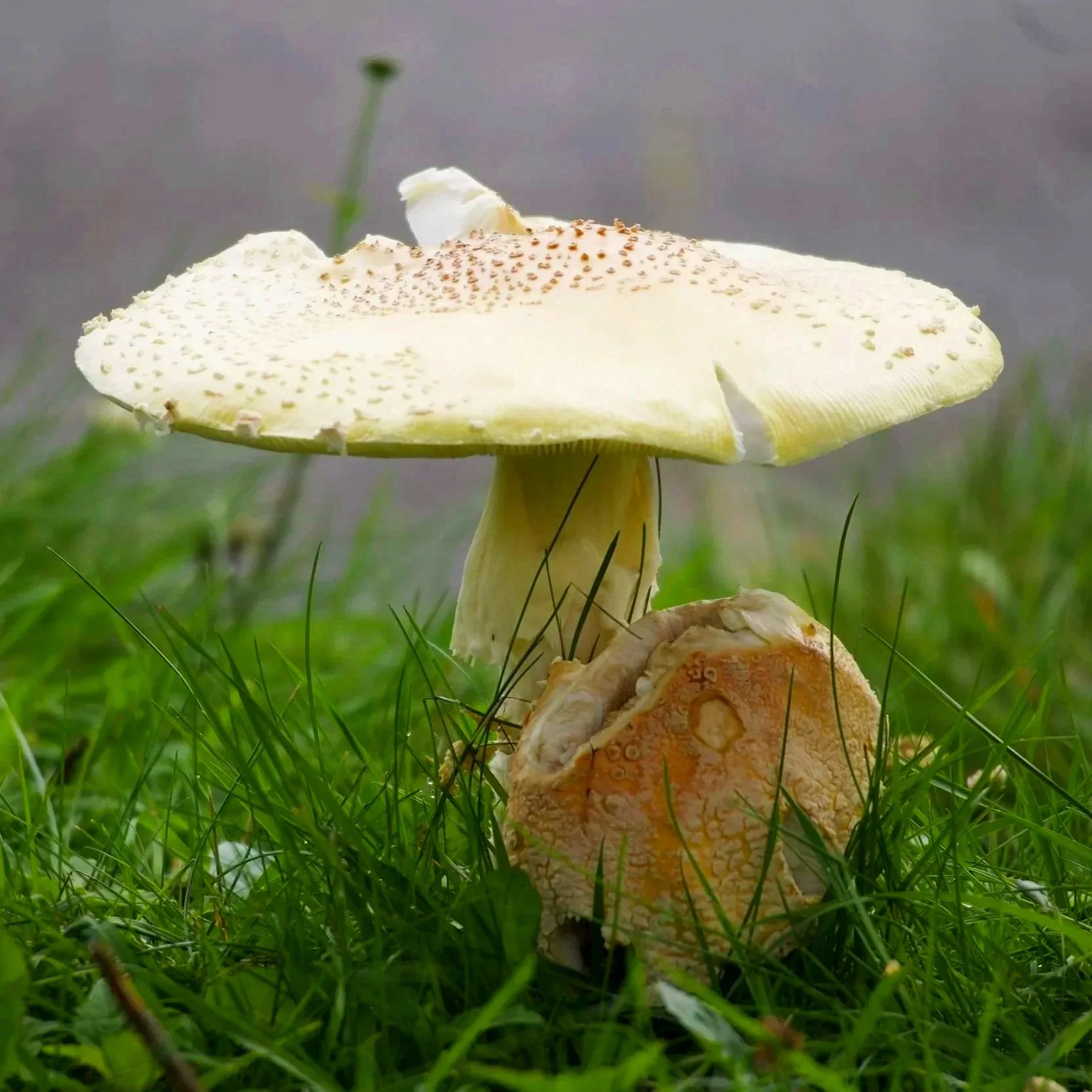A large white mushroom with brown speckles growing on green grass, with a smaller shriveled mushroom at its base.