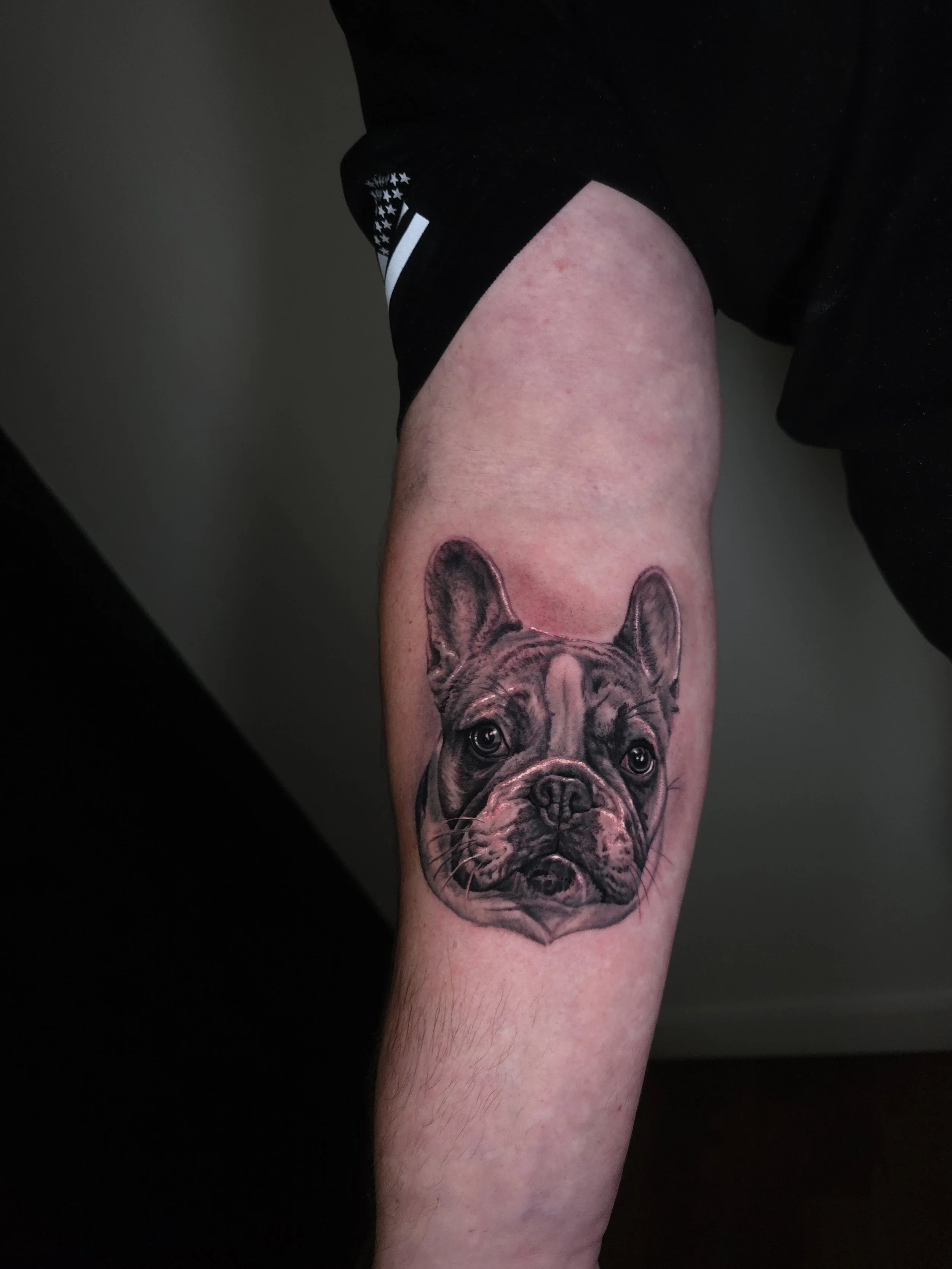 Tattoo of a realistic French Bulldog's face on a person's forearm.