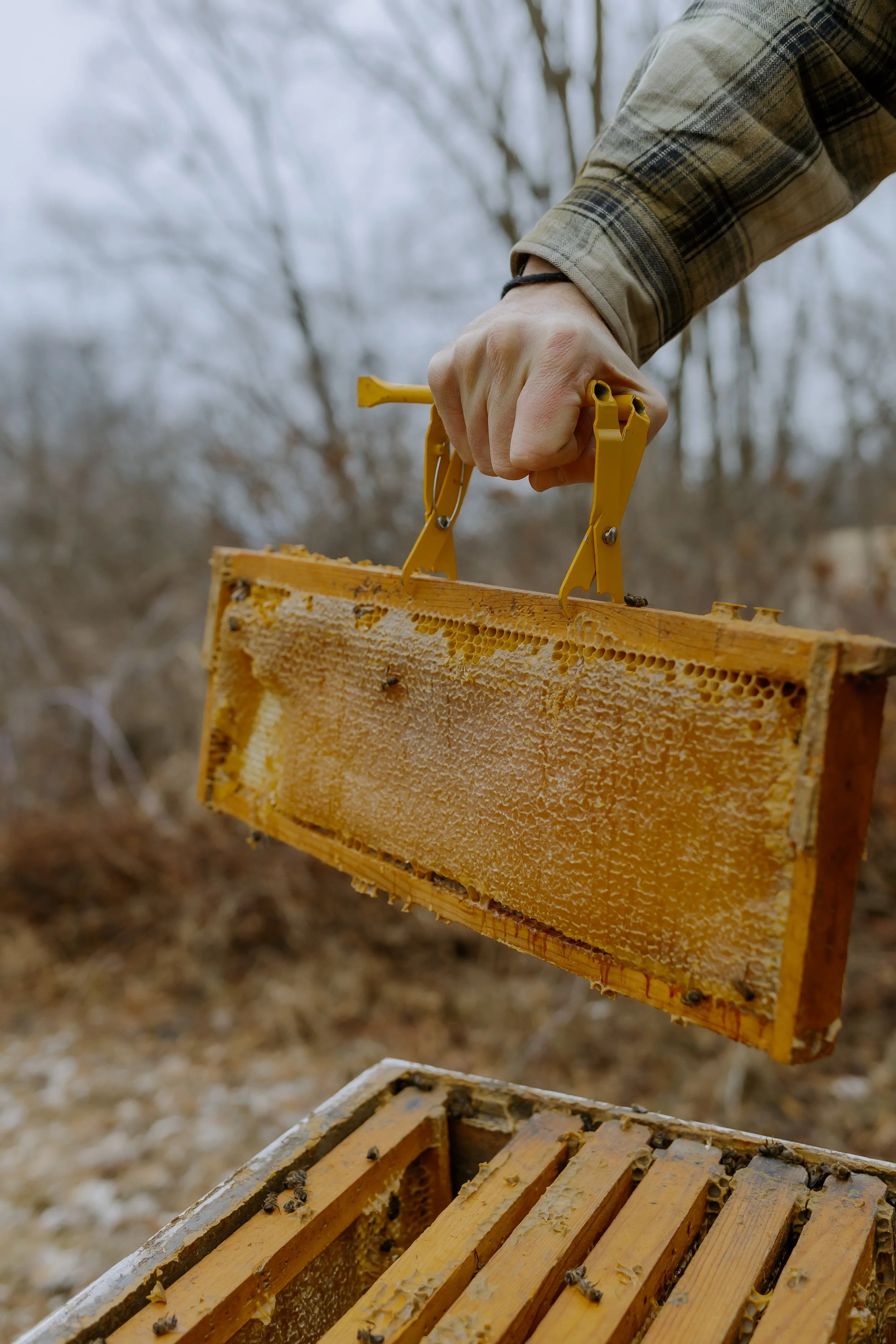 A person in a plaid shirt holding a honey comb frame from a beehive with bees on it, outdoors in a wooded area.