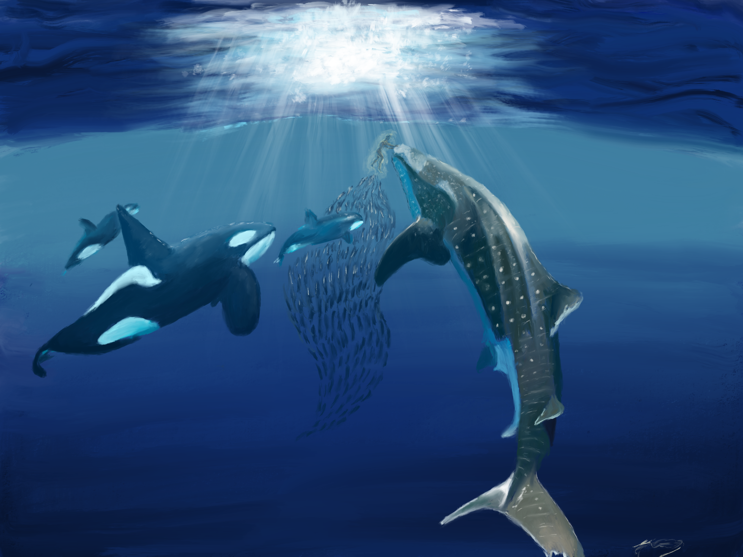 An illustration of orcas and a whale swimming beneath the ocean surface, with sunlight streaming down from above.