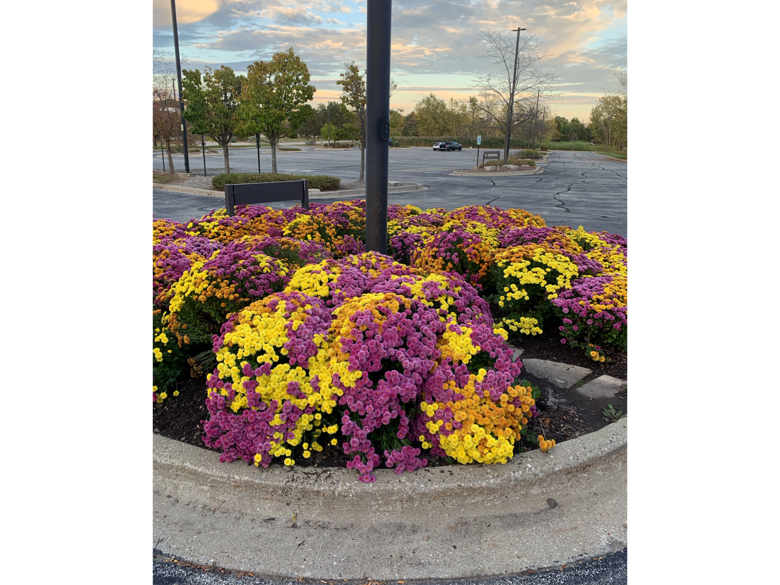 Colorful chrysanthemums in pink, yellow, orange, and purple bloom in a circular flower bed in a parking lot, with trees and cars visible in the background under a partly cloudy sky.
