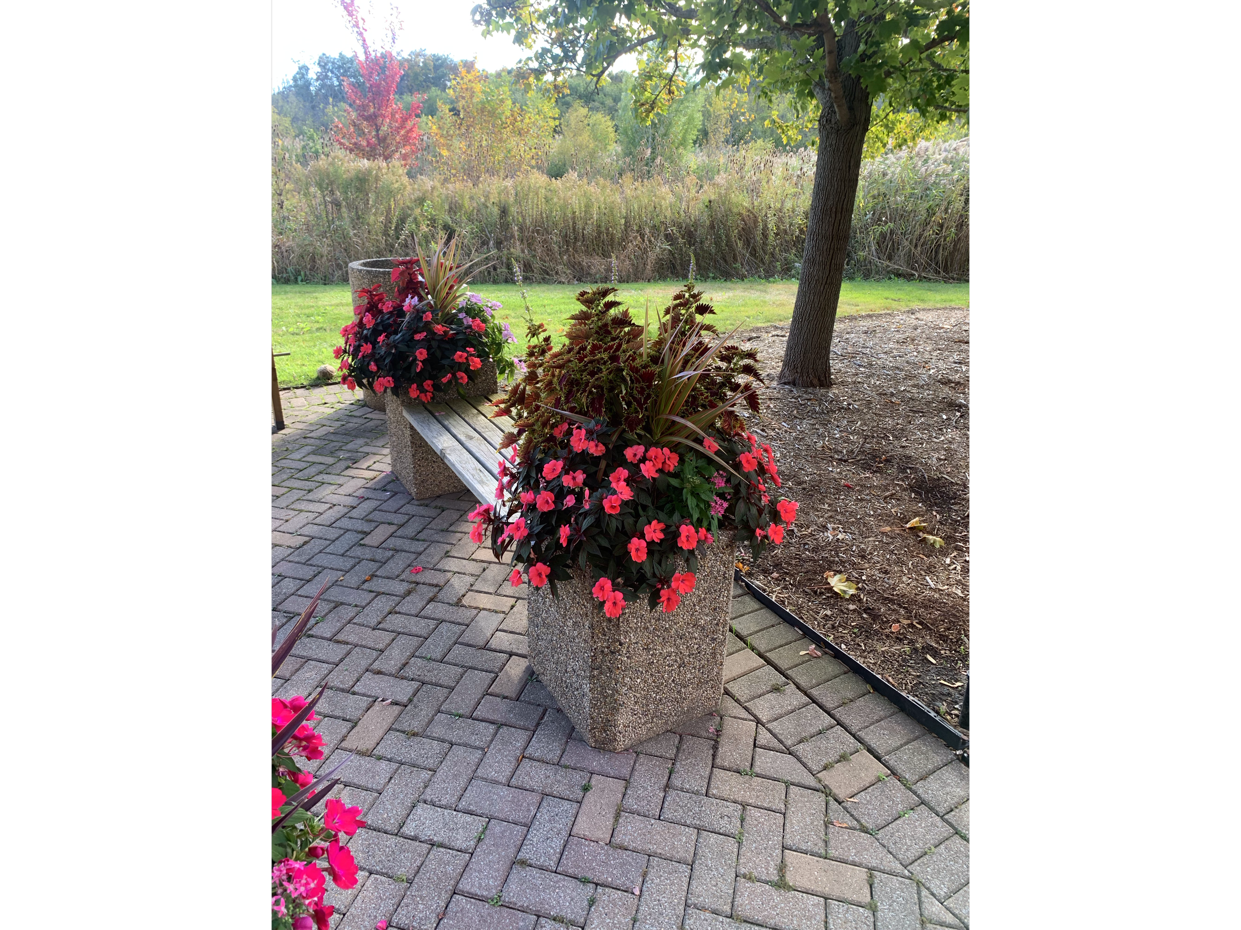 Outdoor park scene with a bench and large planters filled with pink and dark purple flowers, a tree with green leaves, and a background of grassy area, trees, and shrubs.