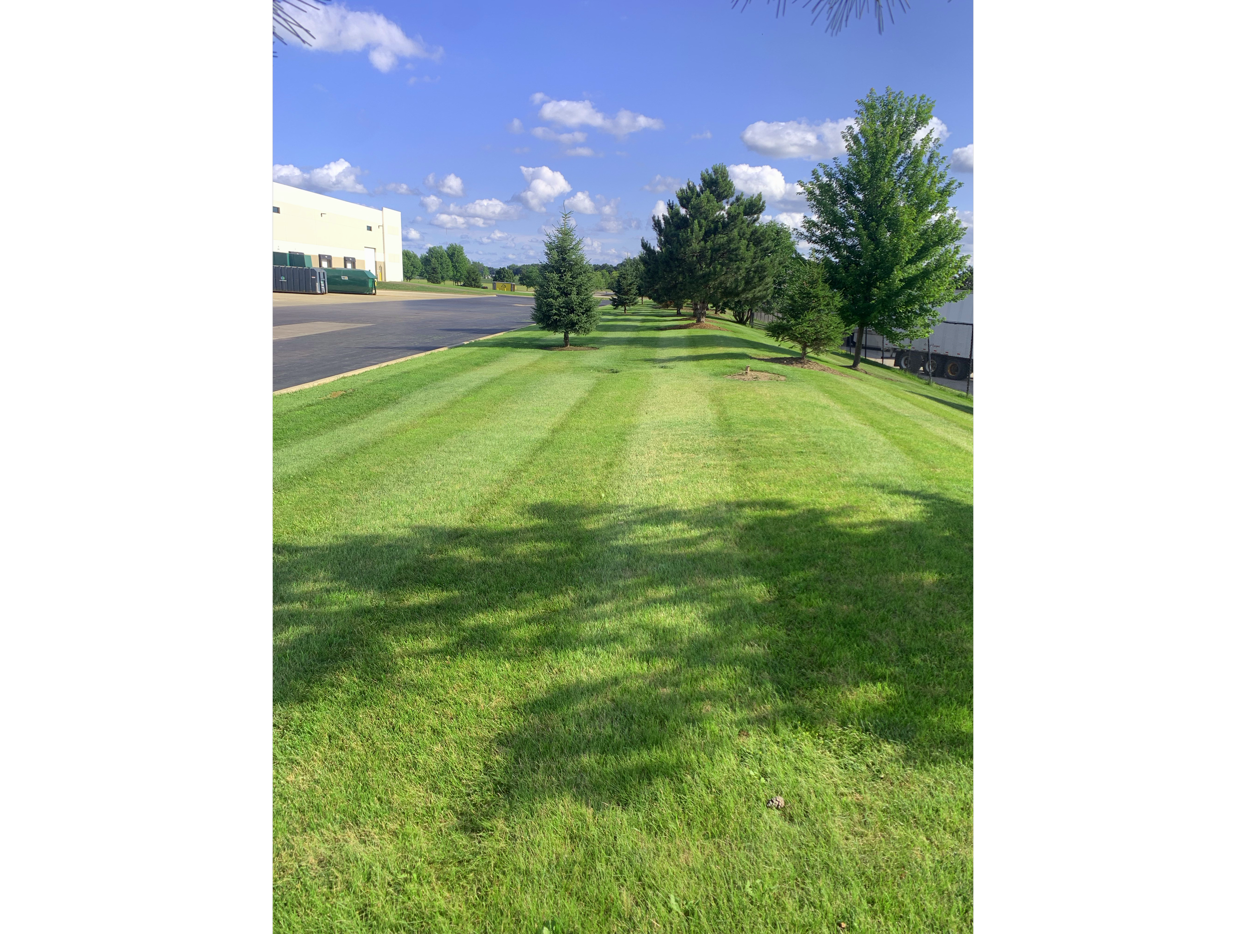 Green grassy area with evenly cut grass and small trees lined up, some casting shadows, against a backdrop of a building, a parking lot, and a clear blue sky with scattered clouds.
