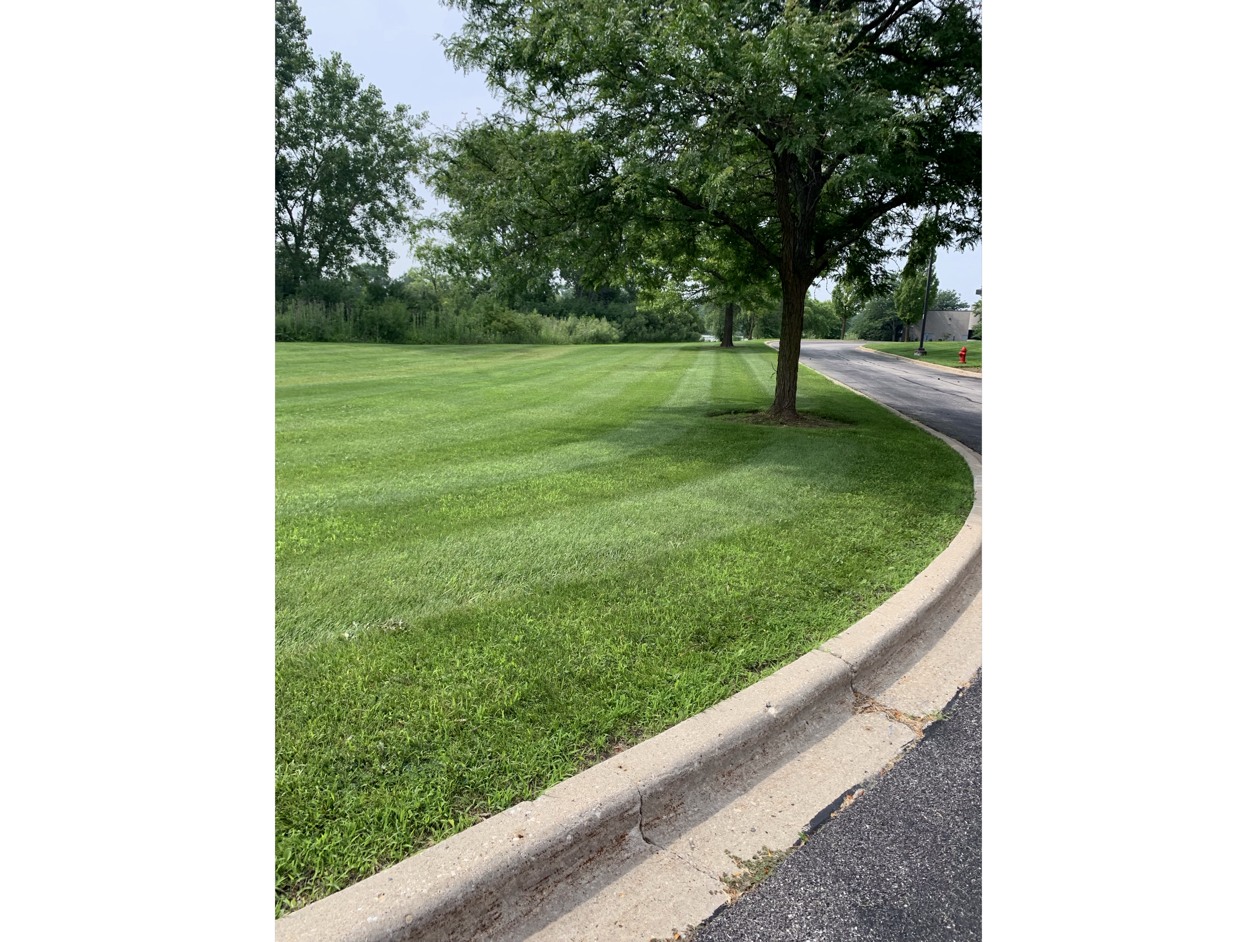 A well-maintained grassy area with striped green grass, a row of trees along the curb, and a paved road with a fire hydrant and residential houses in the background.