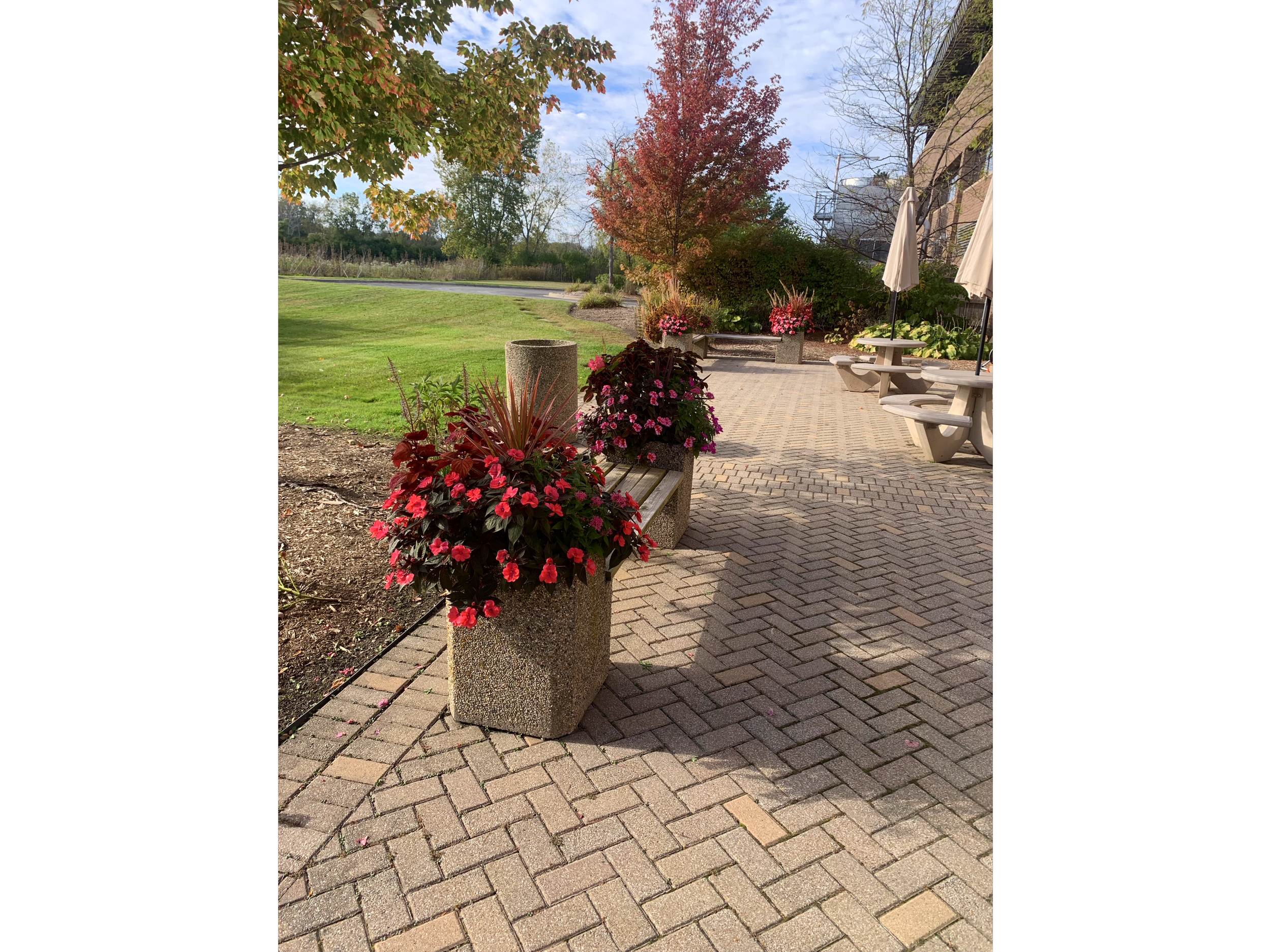 A paved outdoor seating area with concrete benches and umbrellas, decorated with colorful potted flowers, adjacent to a grassy field with trees showing fall foliage, under a partly cloudy sky.