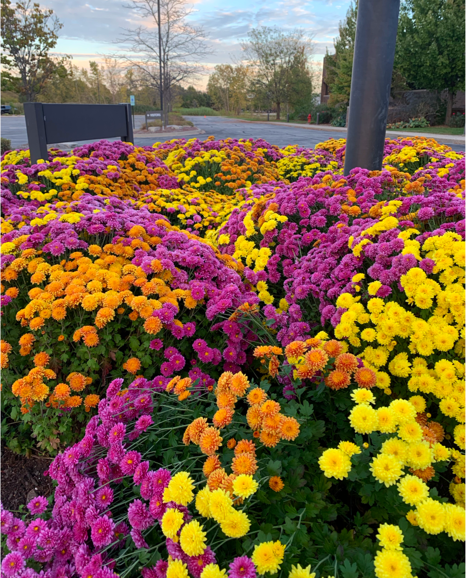 Colorful autumn mums in pink, yellow, and orange near parking lot and trees.