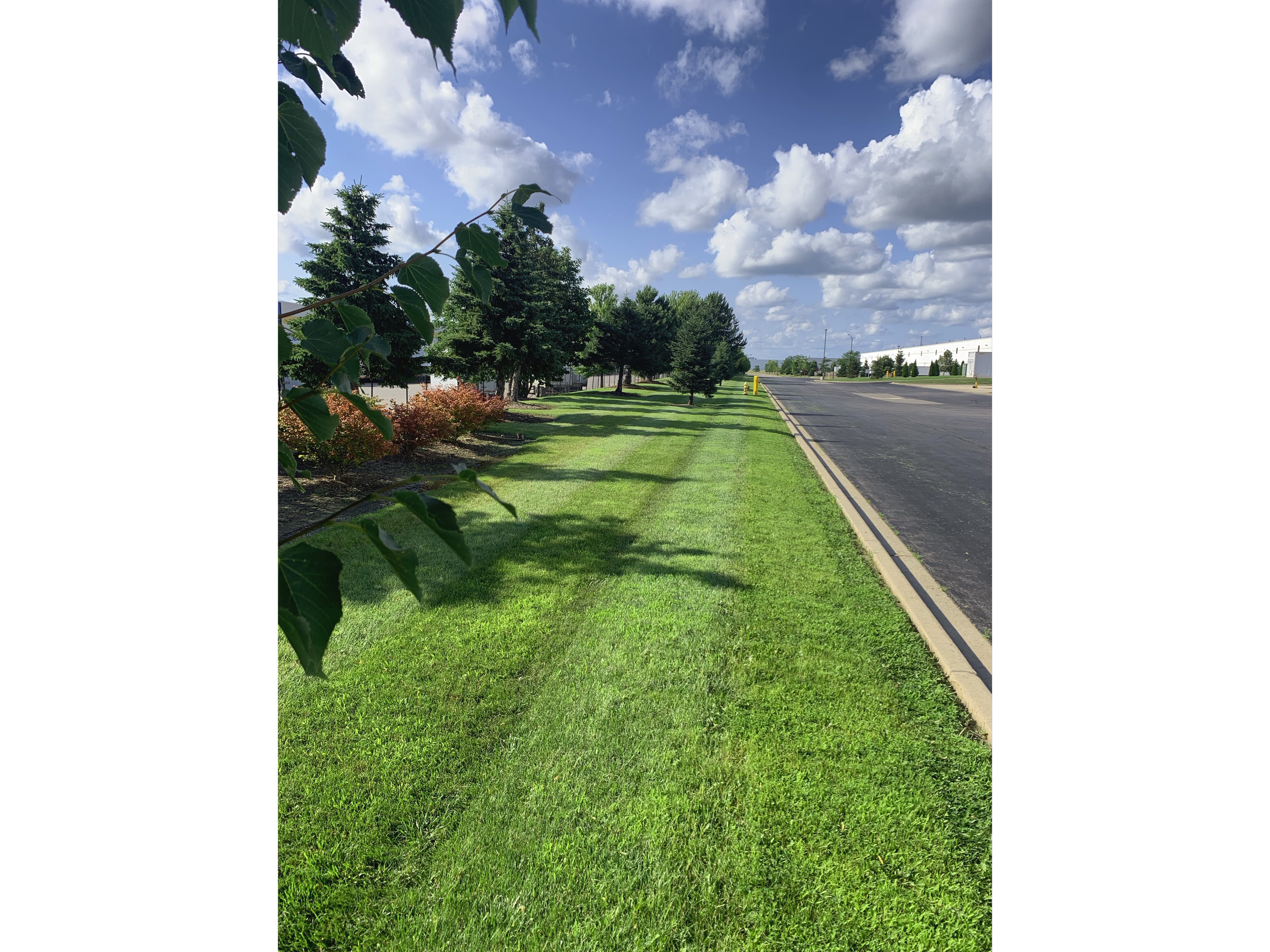 A sidewalk with freshly cut green grass on the side, trees and shrubs lining the sidewalk, and a clear blue sky with fluffy white clouds.