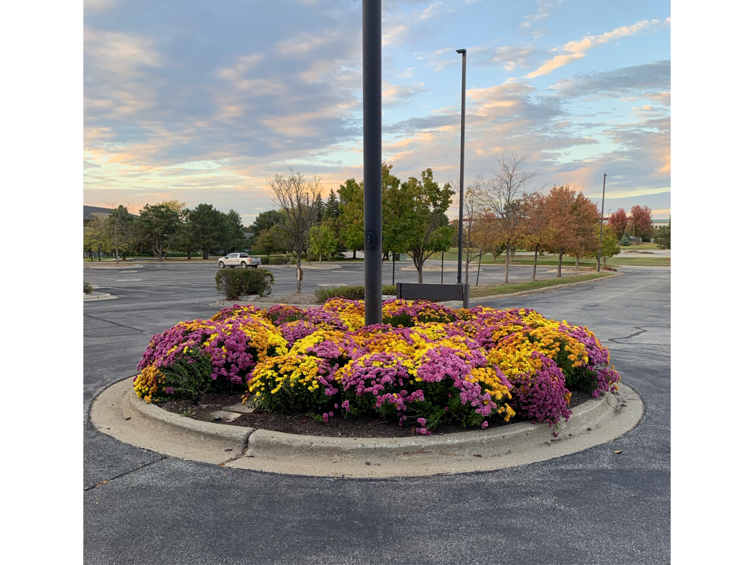 A parking lot with a circular flower bed filled with yellow and pink chrysanthemums, two black flagpoles, and trees with fall foliage in the background at sunset.