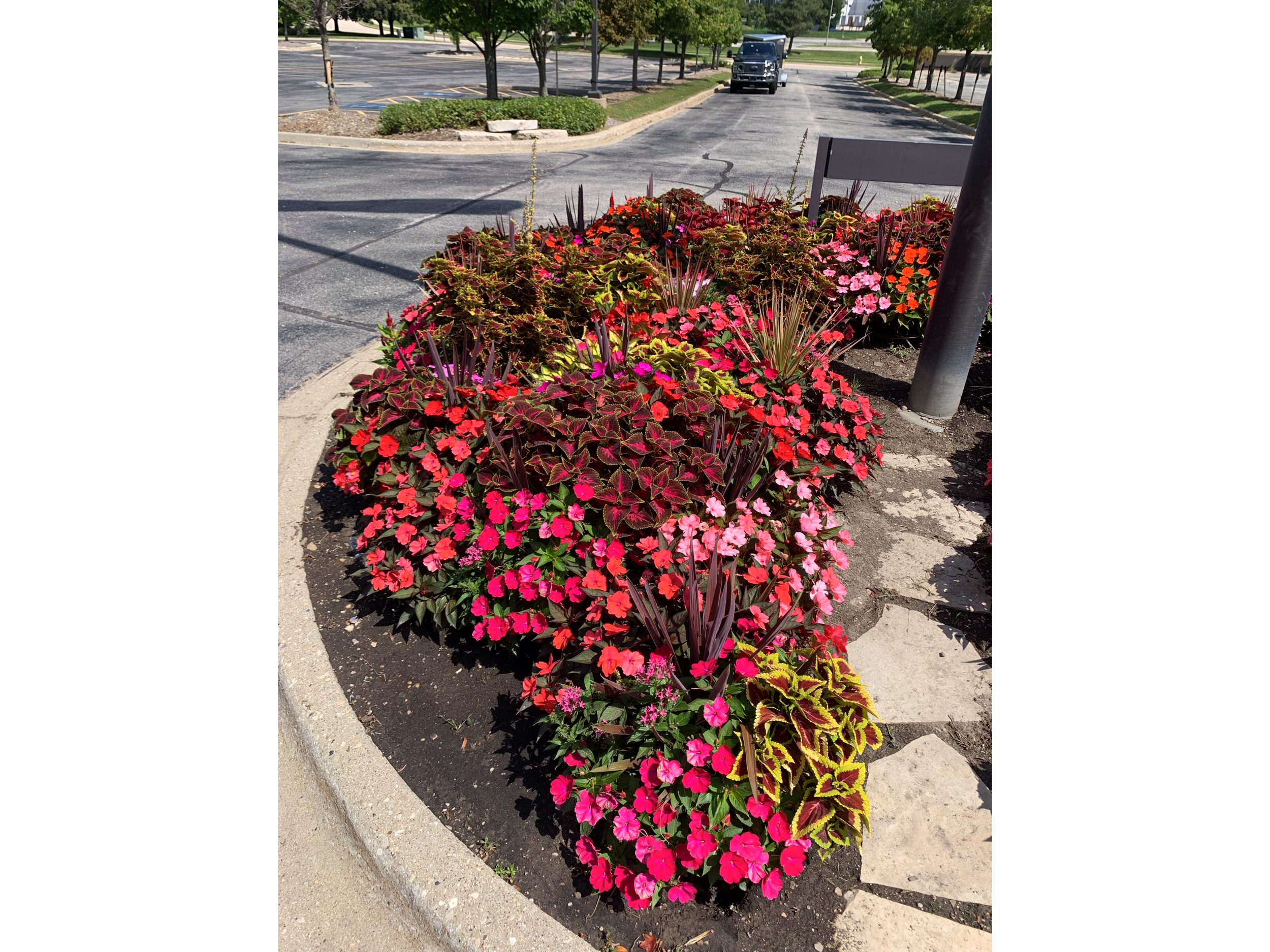 Brightly colored flower bed with pink and red flowers, dark green leaves, and purple-tipped plants along a sidewalk in a parking lot with trees and a street in the background.