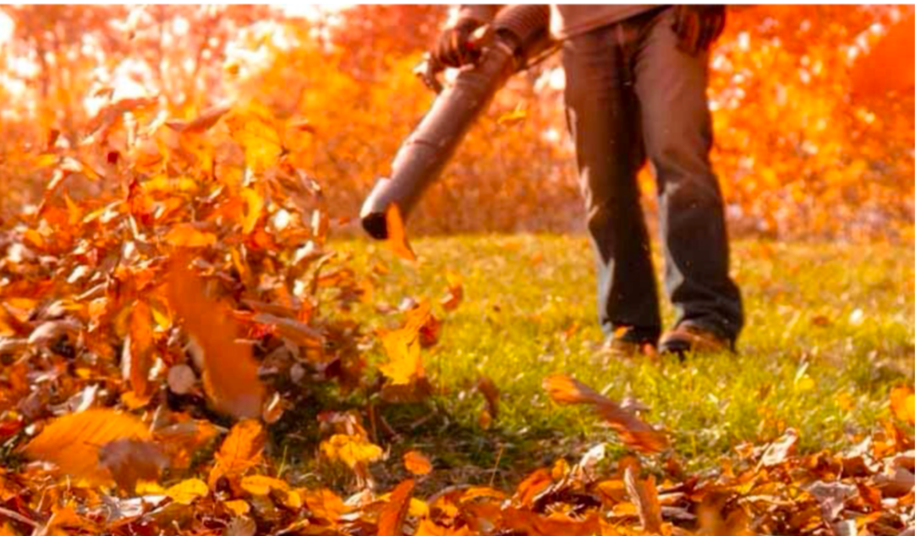 Person raking fallen autumn leaves in a park with orange and yellow trees in the background.