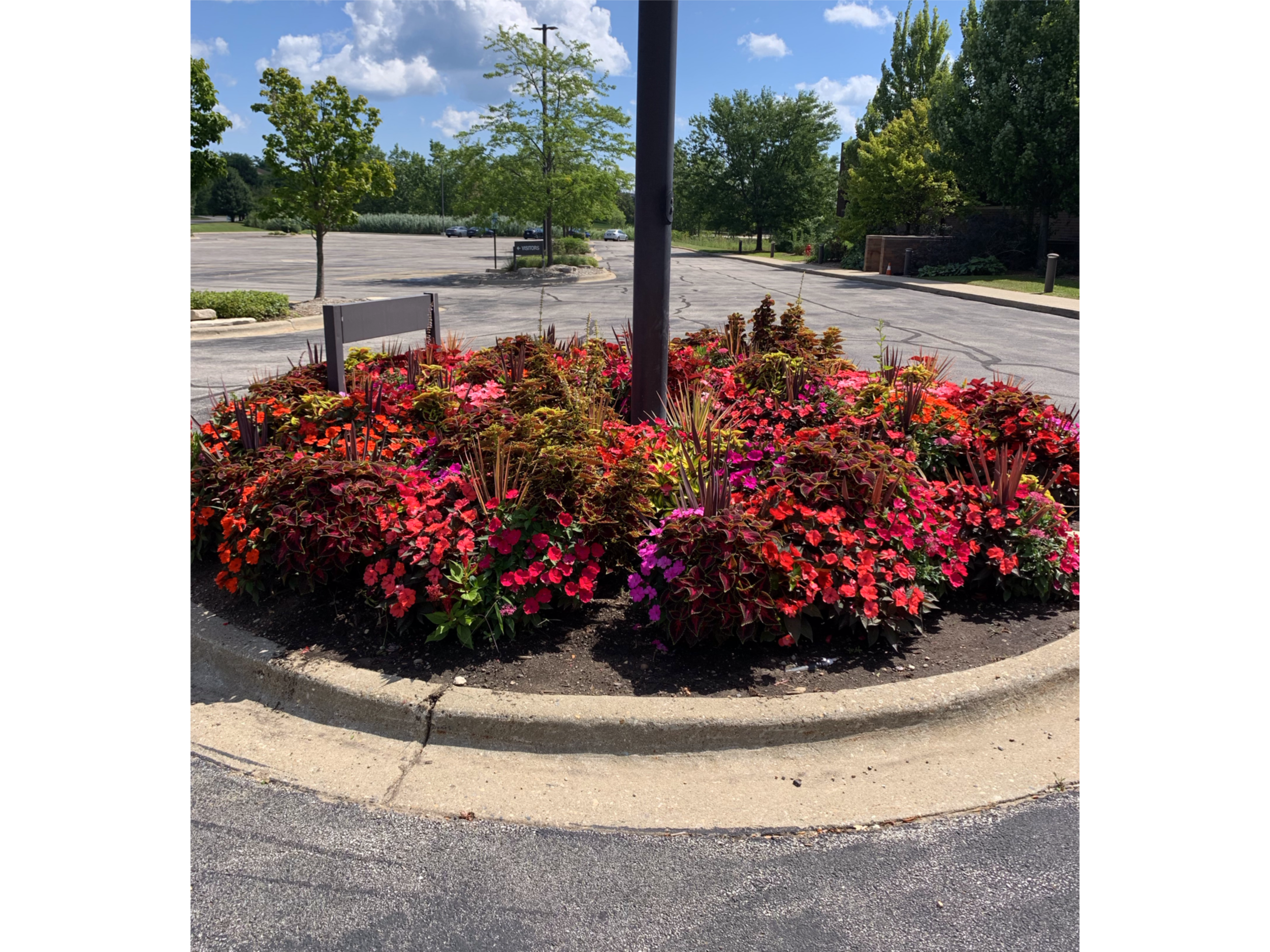 A flower bed with pink, red, and purple flowers surrounded by a concrete curb in a parking lot, with trees and an empty parking lot in the background.
