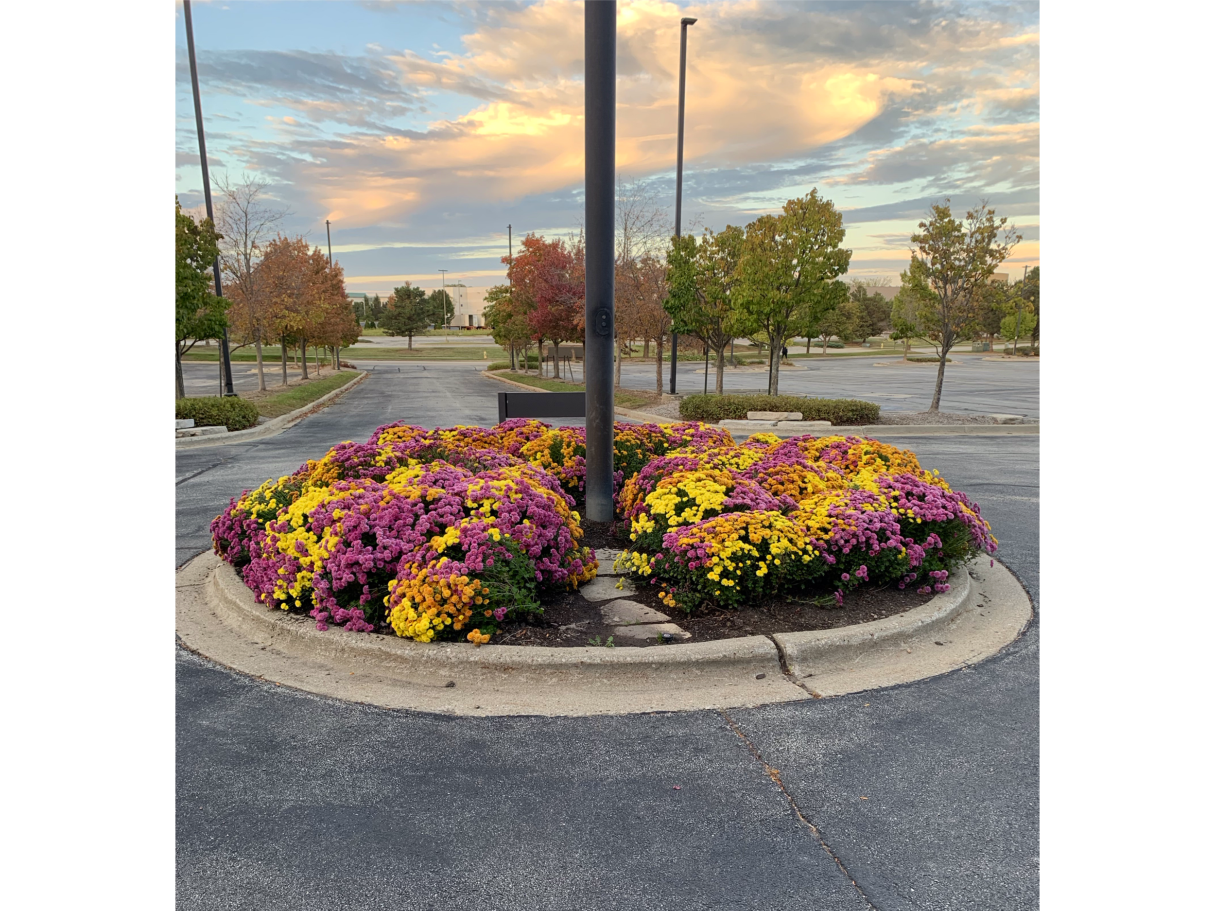 Colorful flowers surround a black lamppost in a parking lot with trees and a sunset sky in the background.