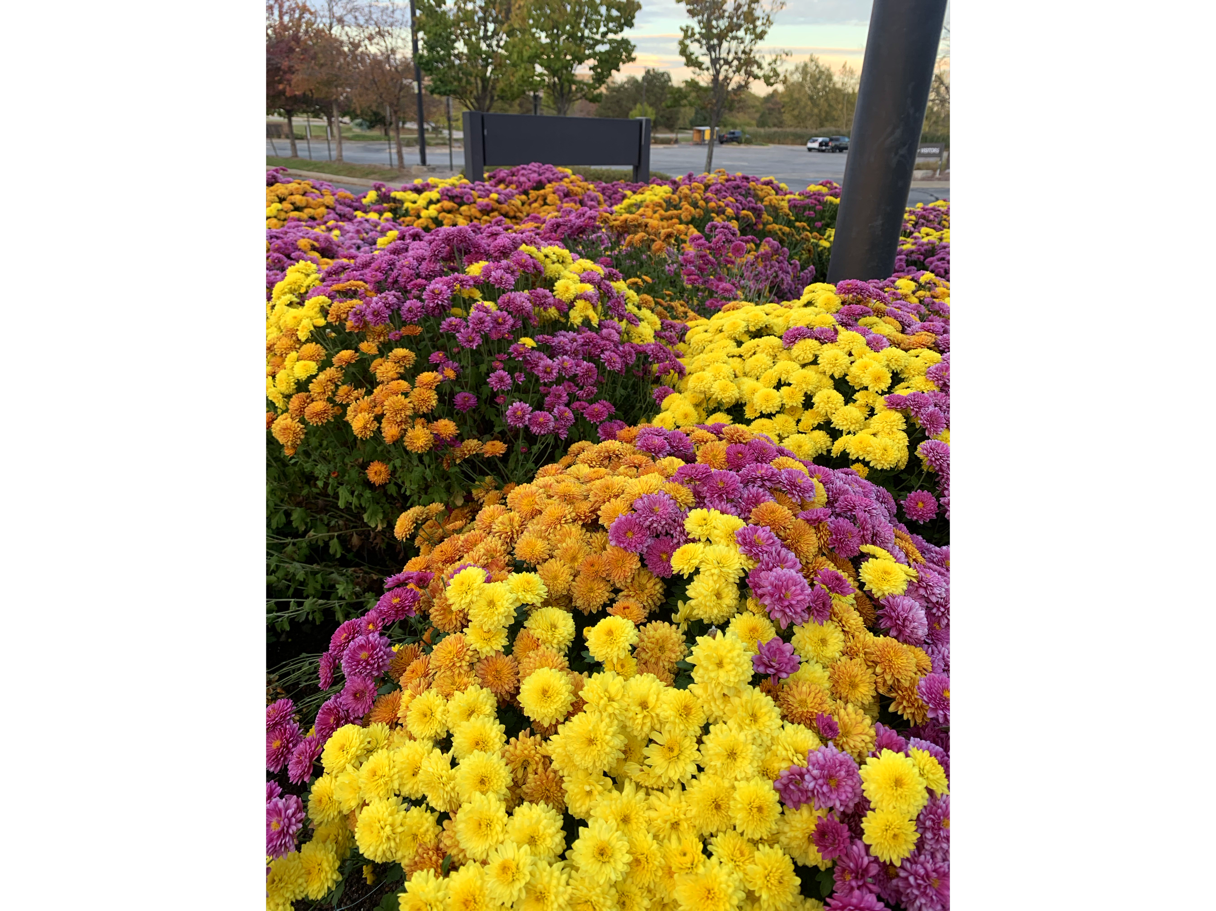 A bed of colorful chrysanthemums in shades of yellow, orange, and pink, in an outdoor setting near a parking lot with trees and parked cars in the background.
