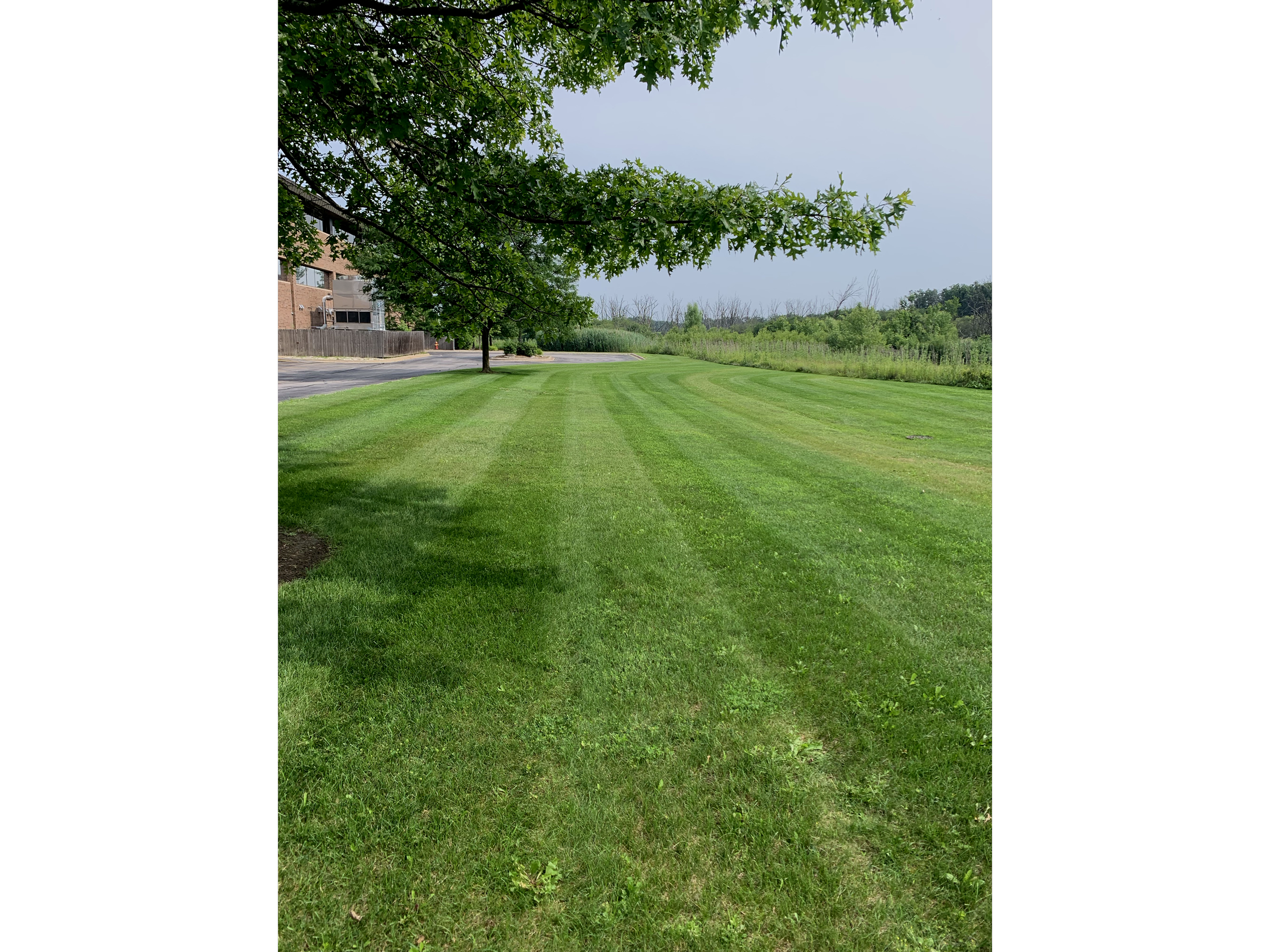 Lush green grassy field with fresh mowing stripes, bordered by trees and shrubbery, under a cloudy sky, near a residential building.