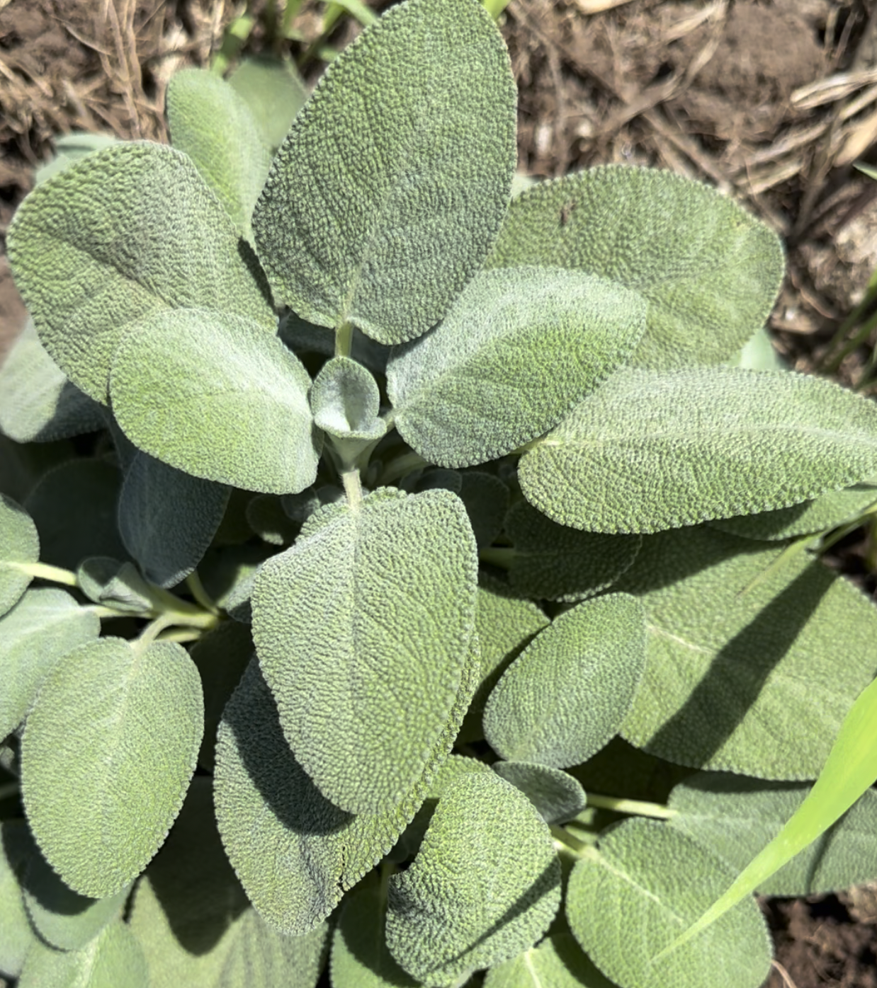 Organically Grown Home Chefs Fevorites Six Mix Fresh Herbs Add On