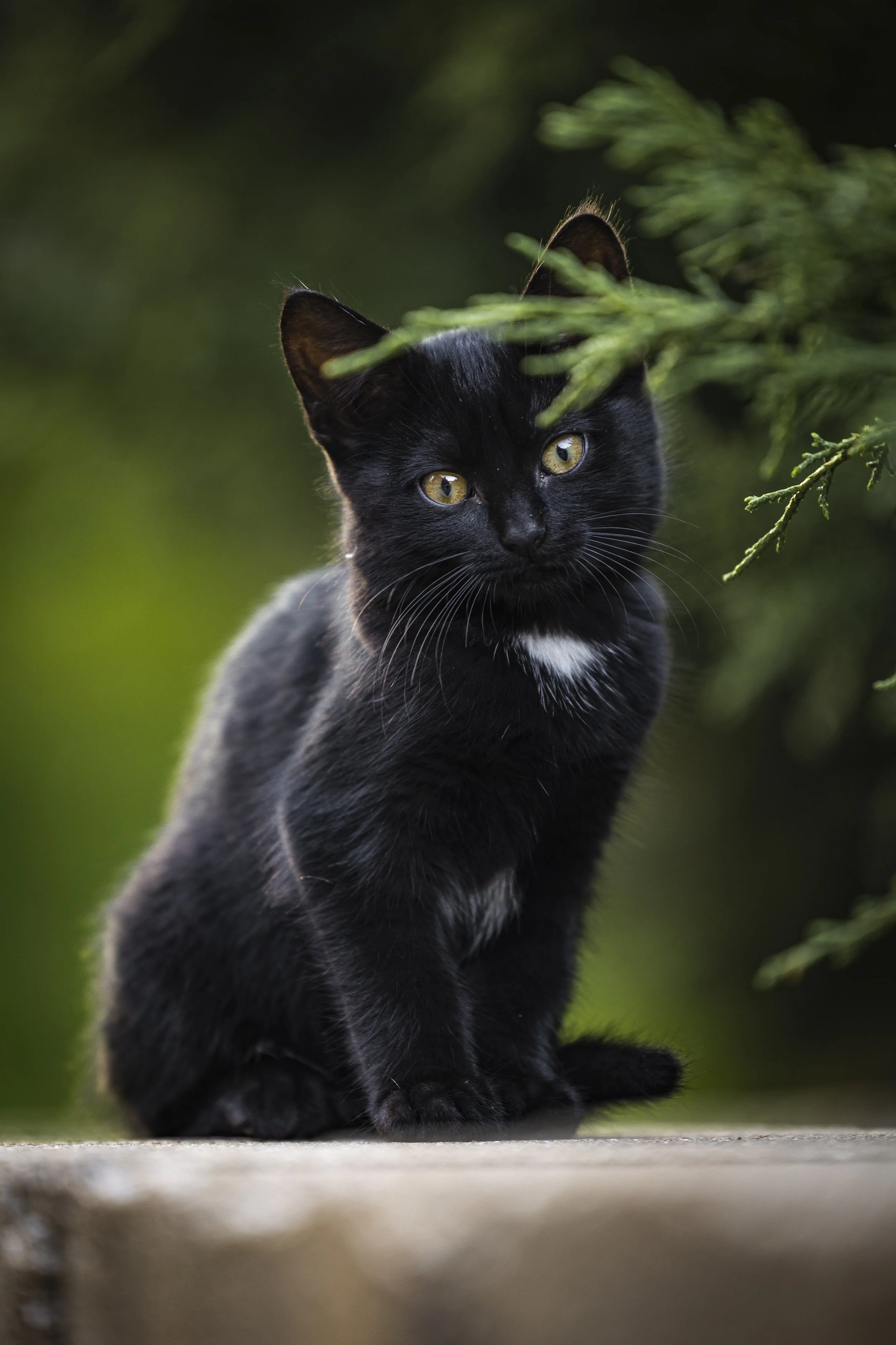A black cat with yellow eyes and a small white patch on its chest, sitting outdoors near green foliage.