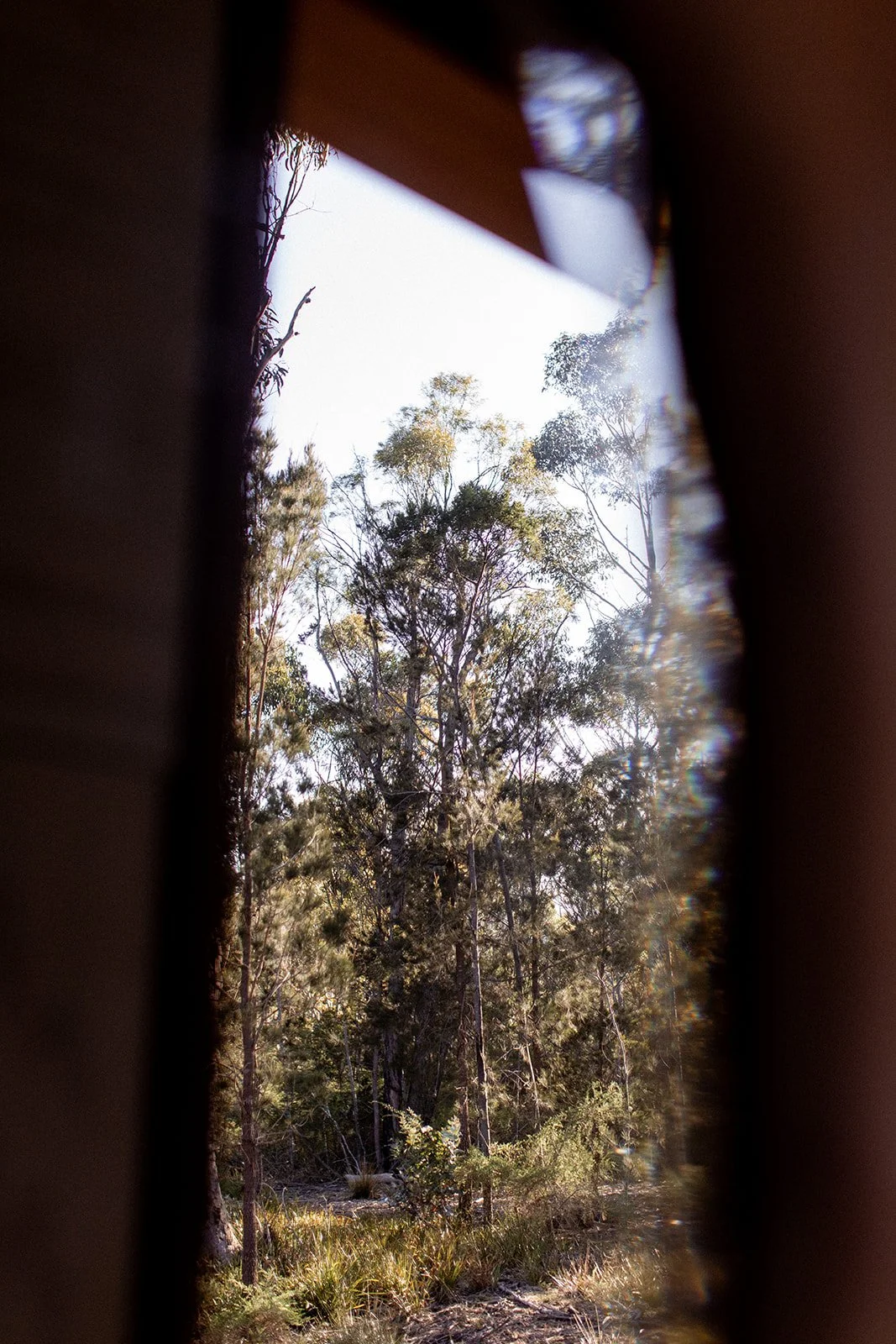 View of tall trees seen through a small gap or opening.