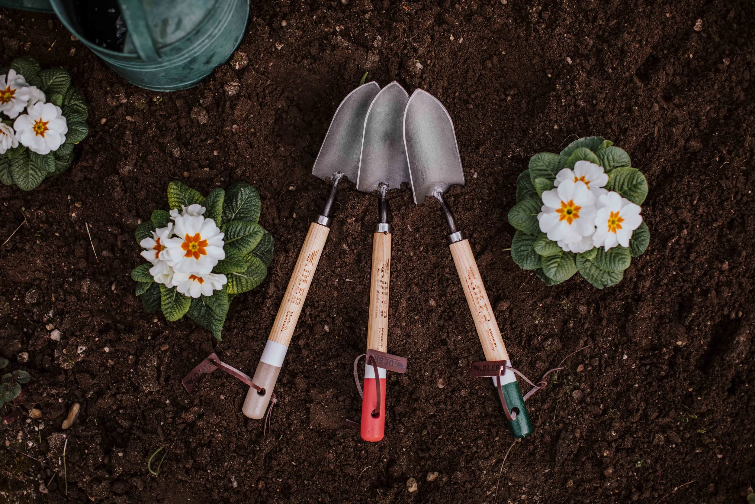 Three small gardening trowels with wooden handles and metal scoops, laying on dark soil between two white flowering plants with green leaves.