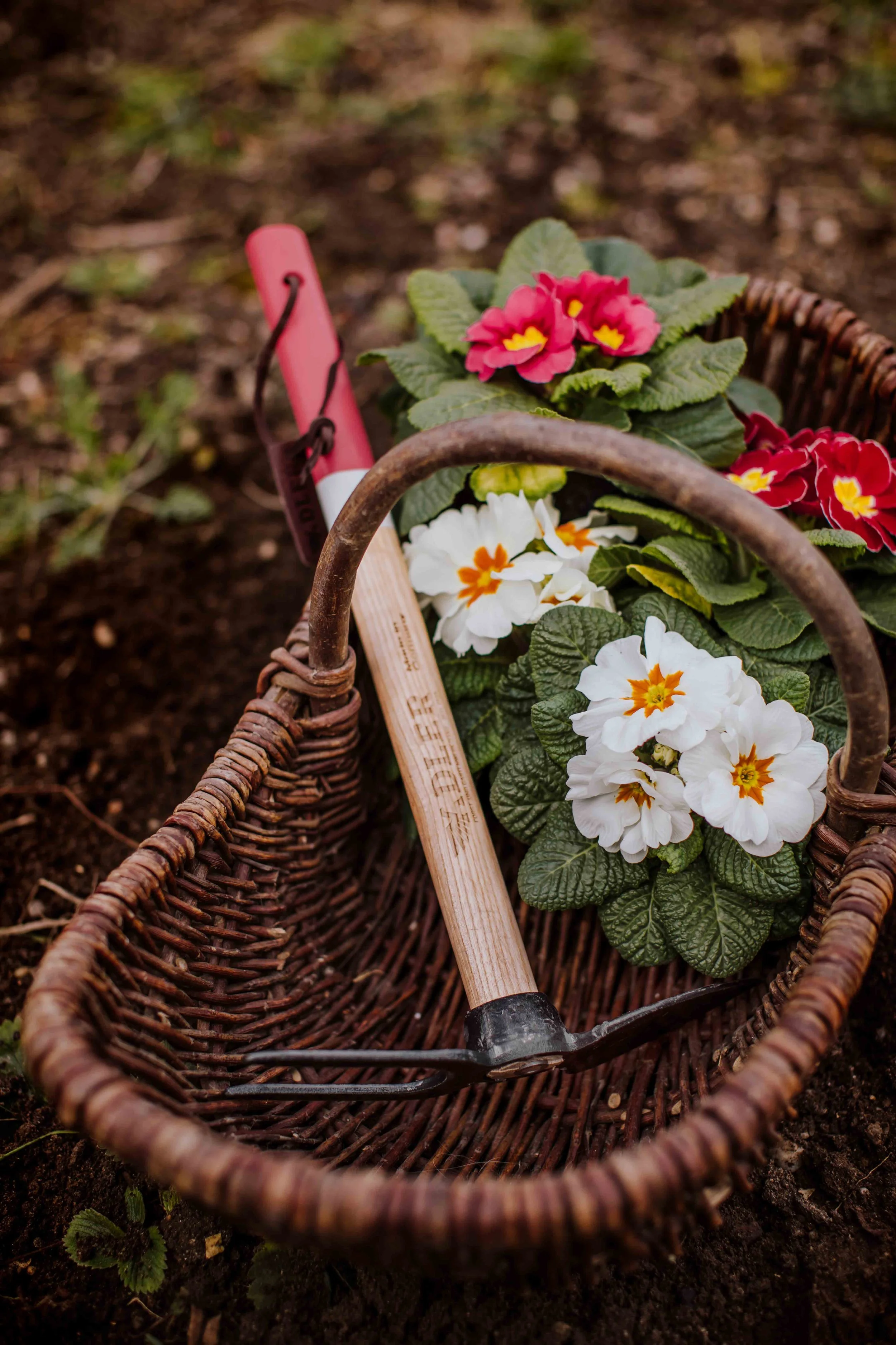 Wicker basket filled with pink and white primrose flowers, gardening trowel with a wooden handle resting inside on soil.