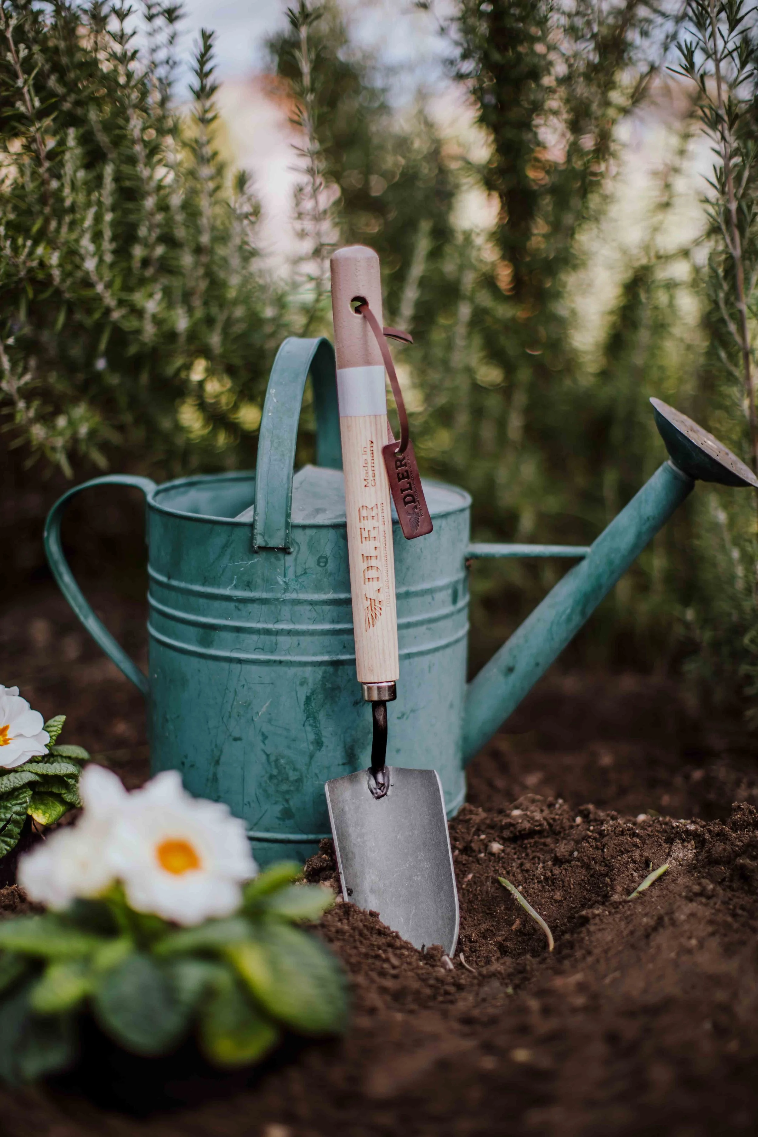 A teal watering can with a wooden-handled gardening spatula resting on top, placed on bare soil midst greenery and flowers.