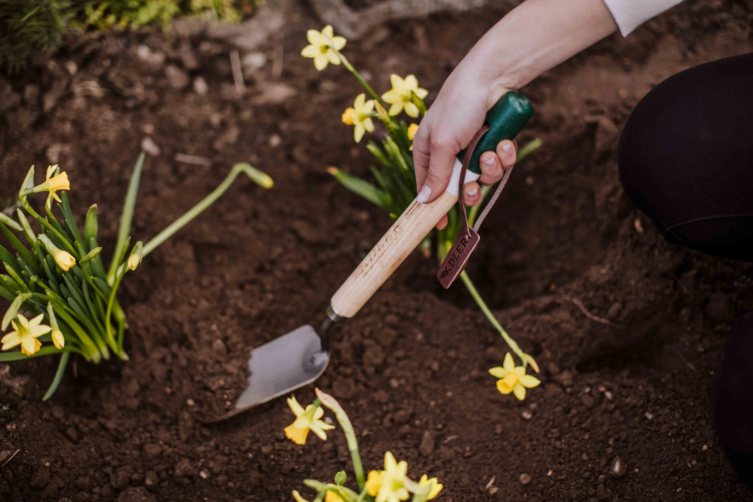 Person planting yellow flowers in the soil with a small gardening trowel.