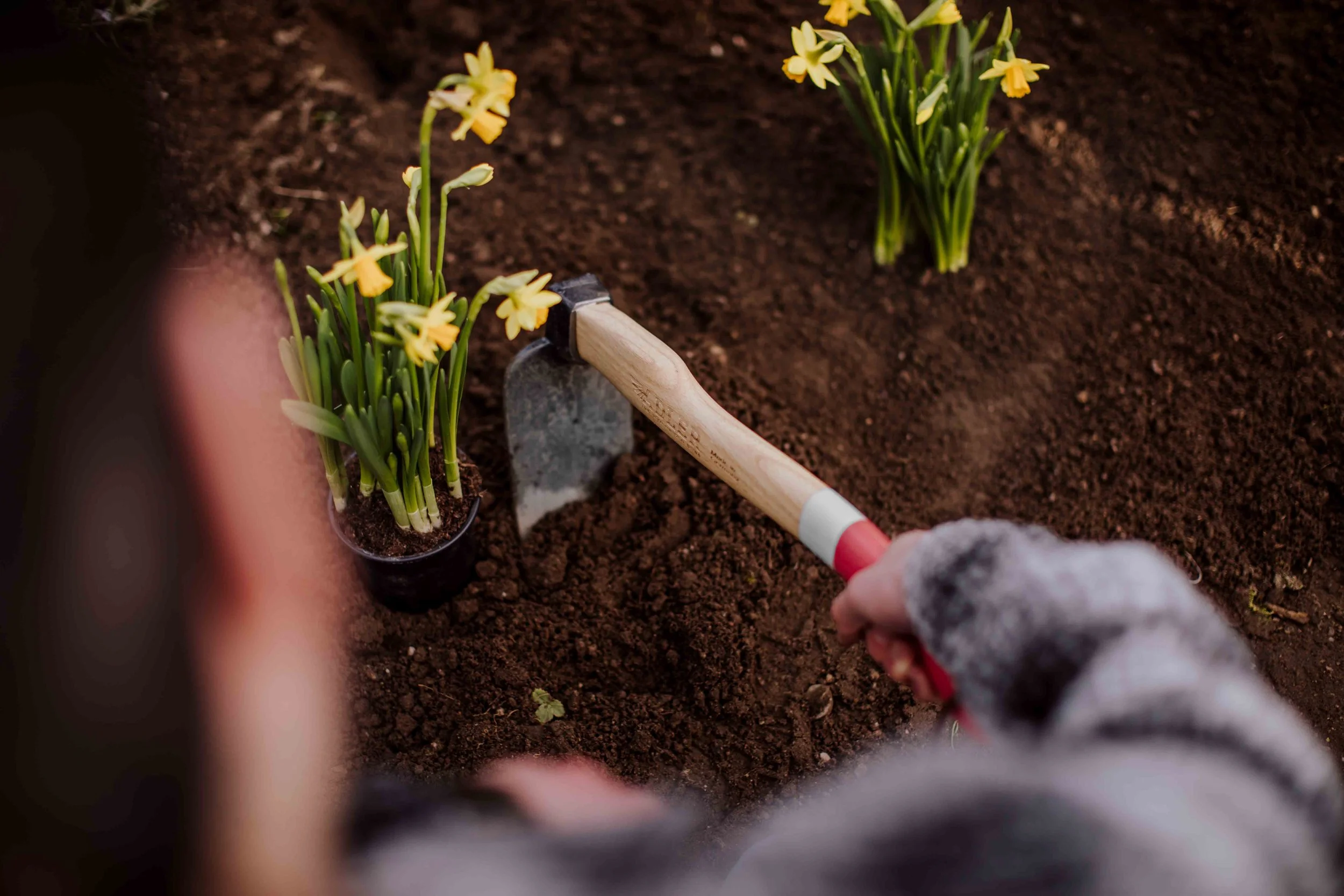 Person planting yellow daffodils with a small gardening trowel in dark soil.