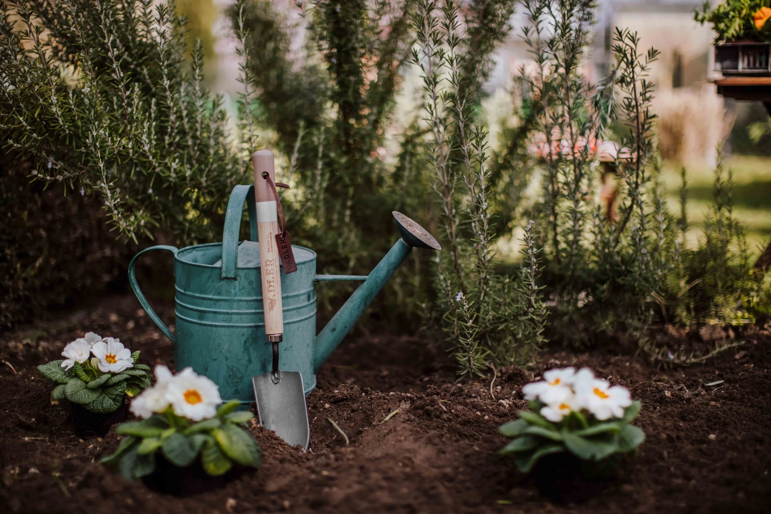A watering can, trowel, and pruners resting against garden soil surrounded by blooming white primrose flowers and green foliage.