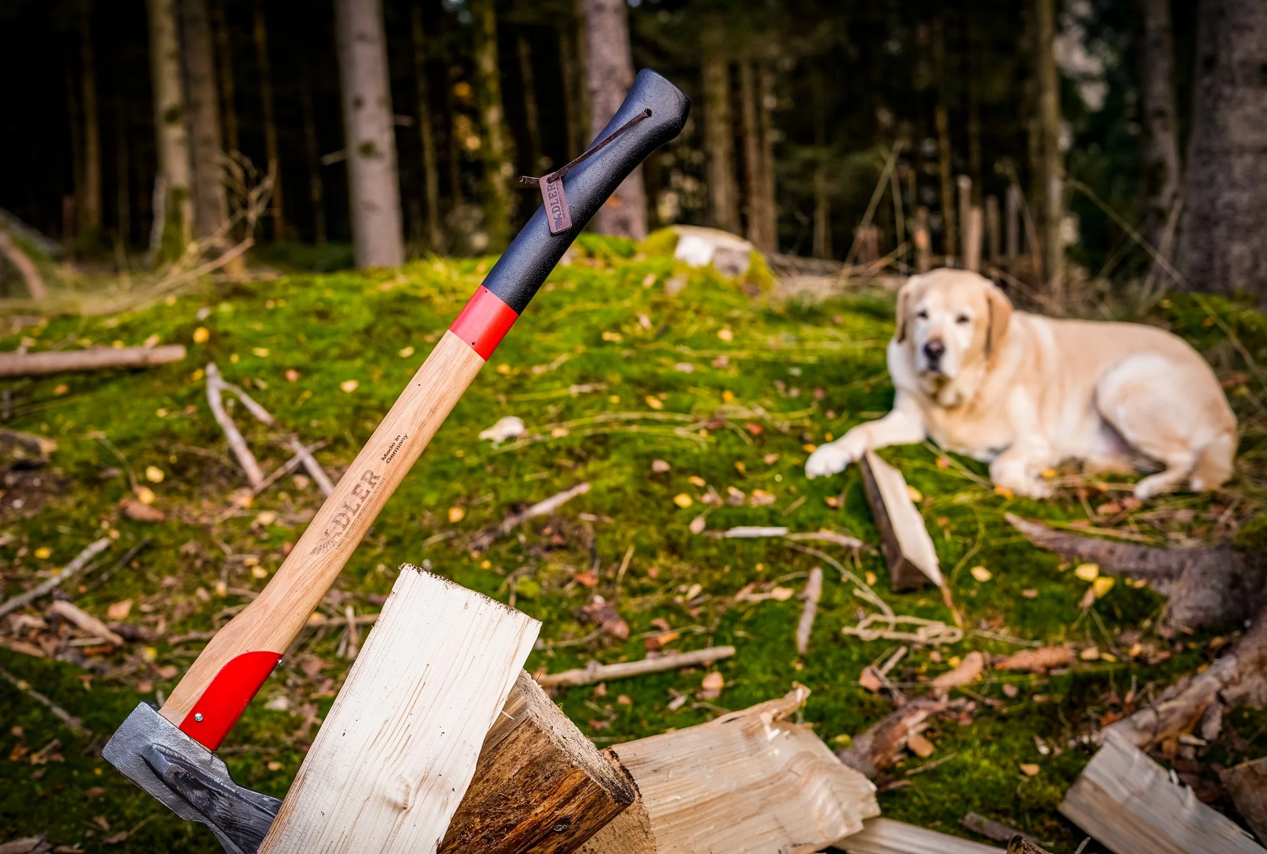 A yellow Labrador retriever lying on mossy ground in a forest, with chopped wood and an axe sticking into a log in the foreground.