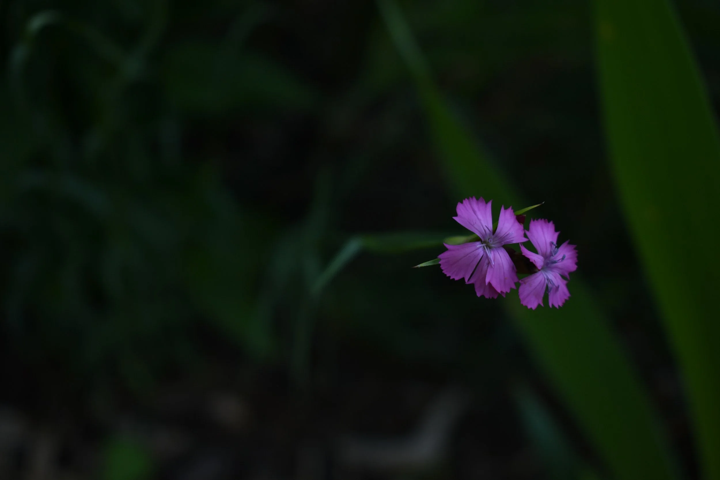 A small purple flower with fringed petals grows among dark green leaves.