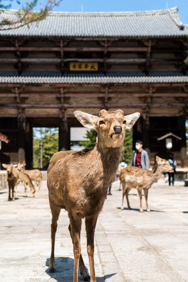 private-nara-tour-deers.jpg